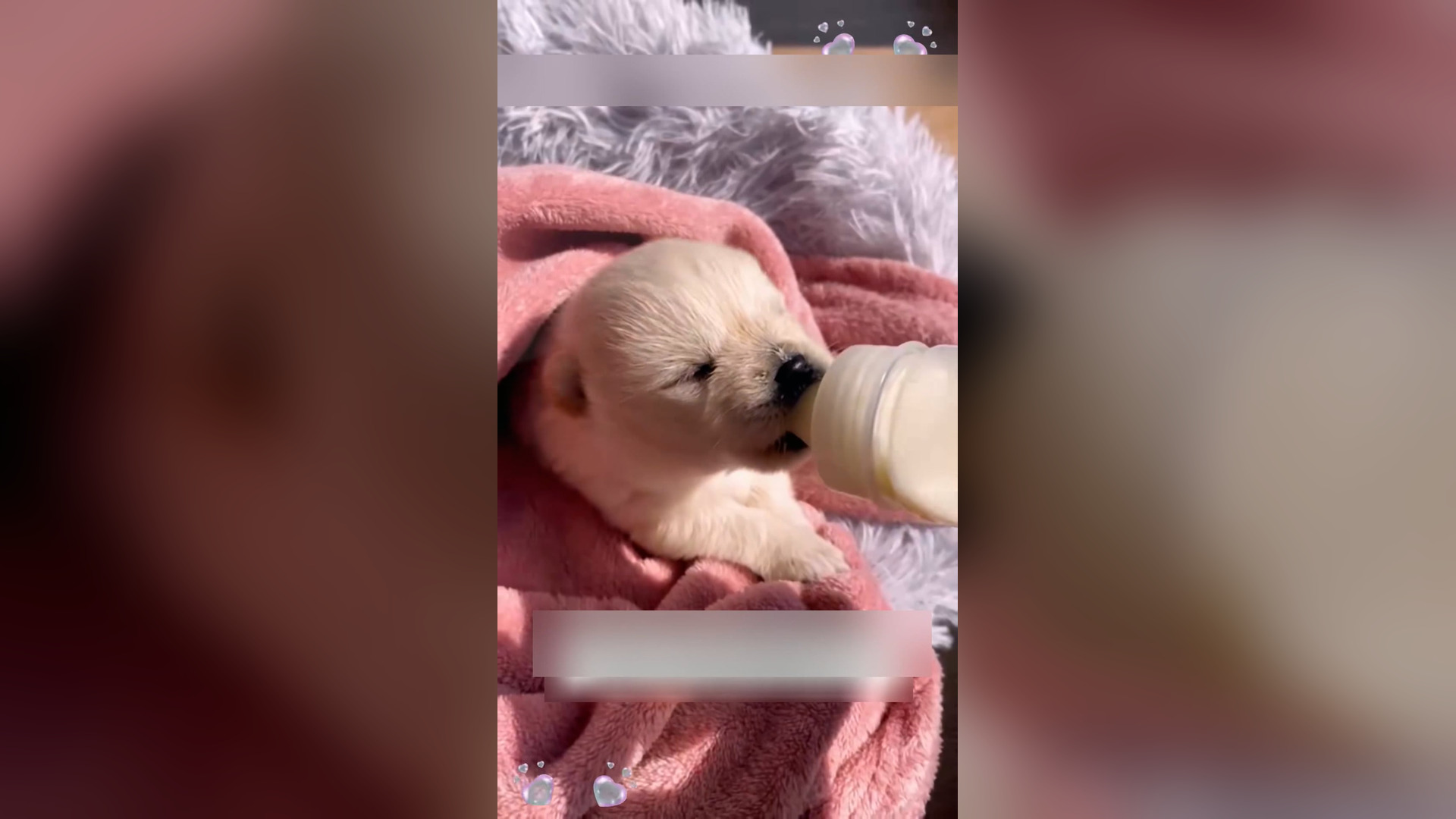 Đ0906001_I found a stray puppy on the road and took it home…#animal #animals #..._blurred_part2