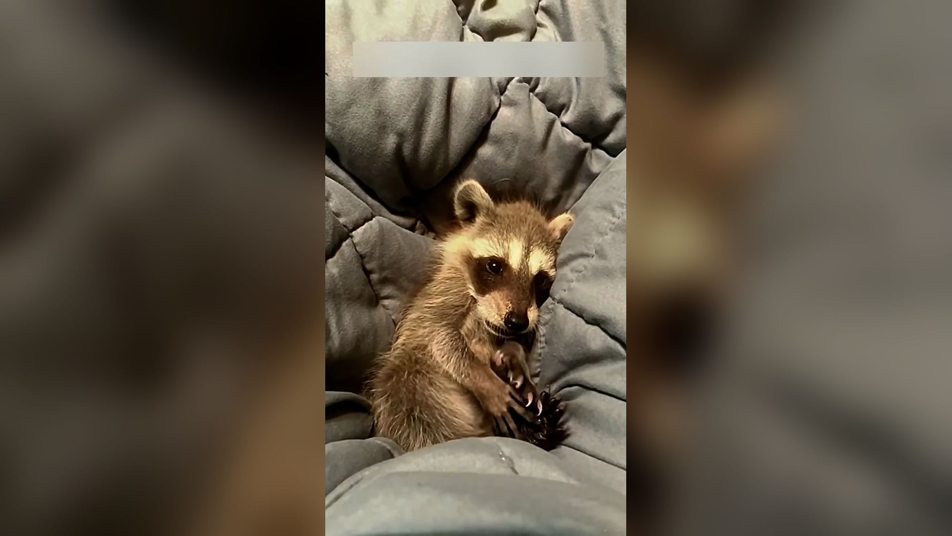 Đ0906003_I found a little raccoon in the trash can #animal #animals #rescue #s..._blurred_part2