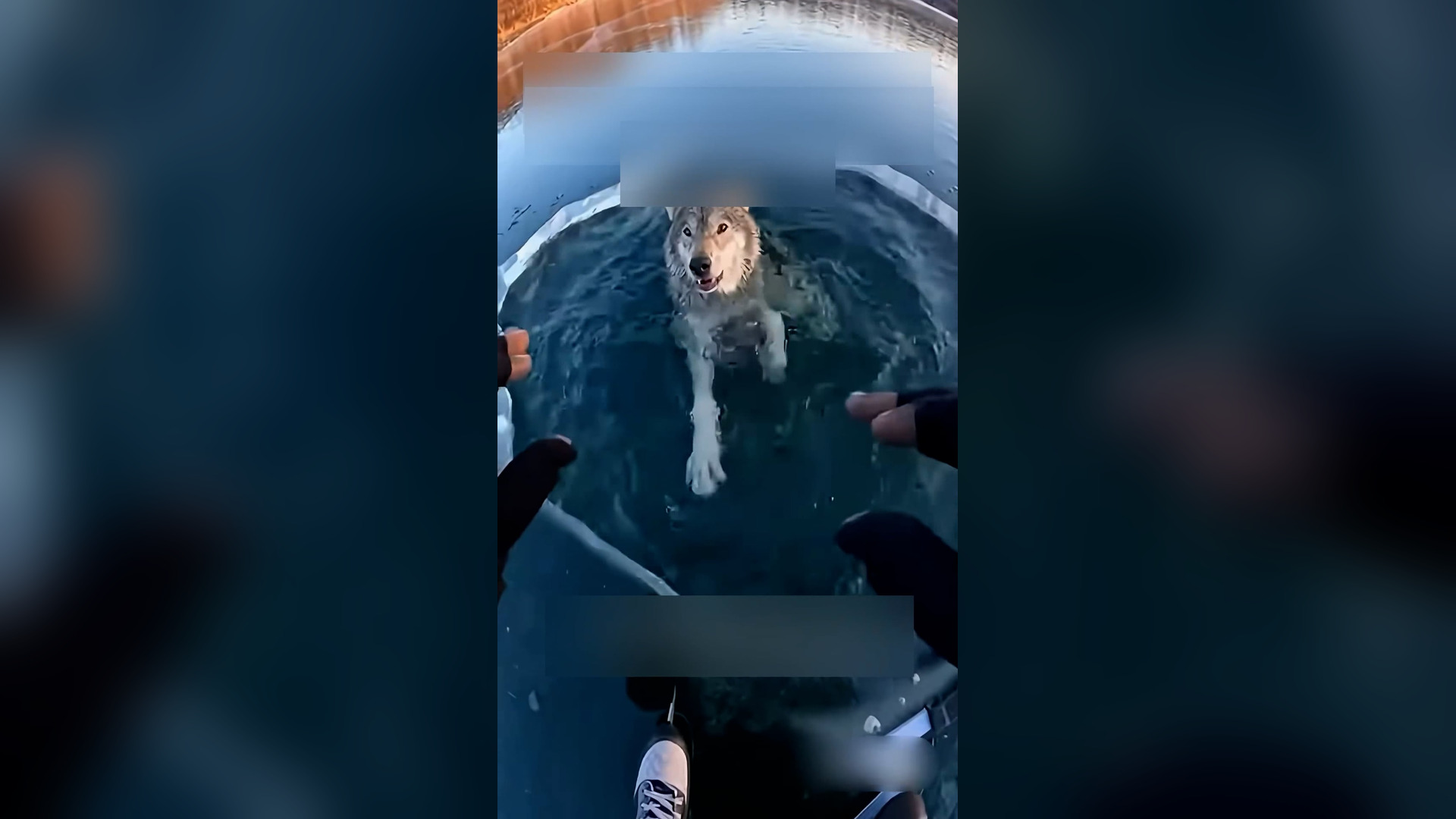 Đ0906002_I Rescued a Wolf Out of the Frozen Lake #wolf #rescue #wholesome #puppy _blurred_part2