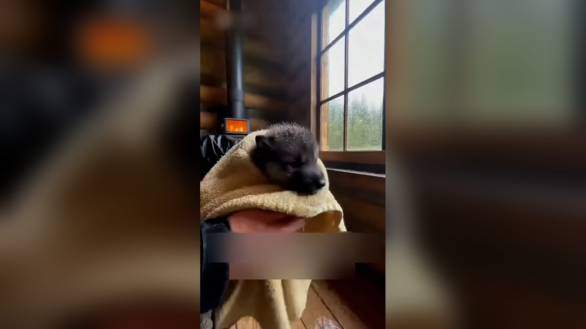 Đ0906003_I Rescued an Orphan Baby Wolf #wolf #rescue #wholesome #puppy _blurred_part2