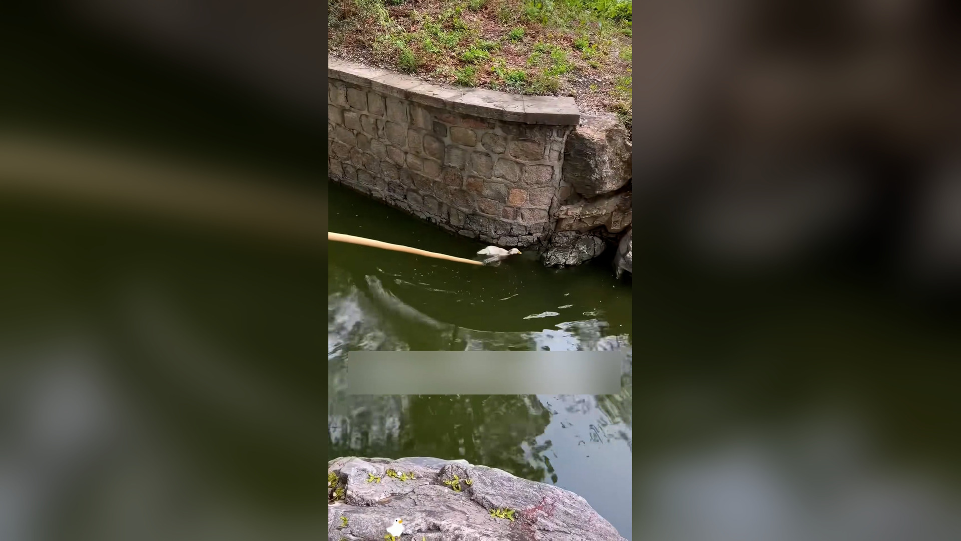Đ0906001_I found a duck being bullied by the other ducks, so I rescued him, an..._blurred_part2