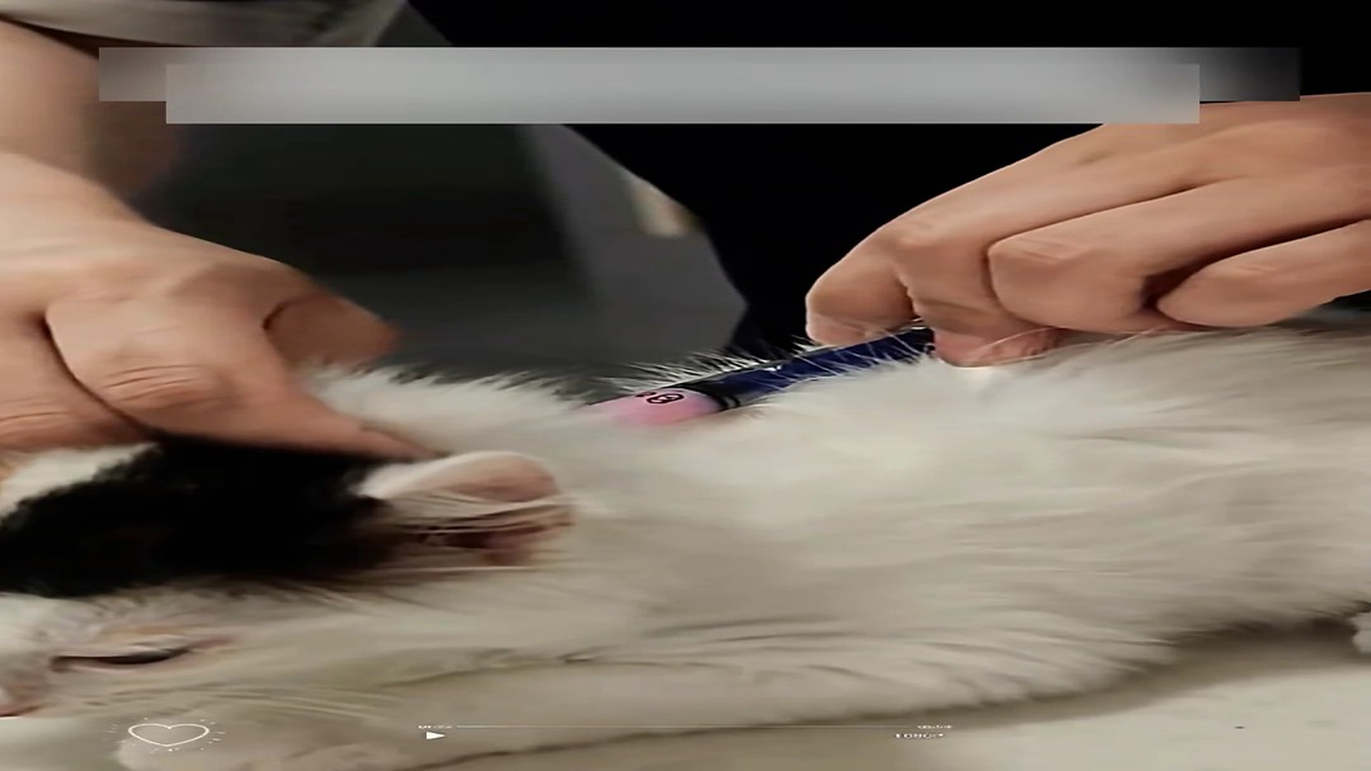 Part 2: Đ1006003_I found this abandoned kitten on the street brought it home, and… #an..._blurred_part2