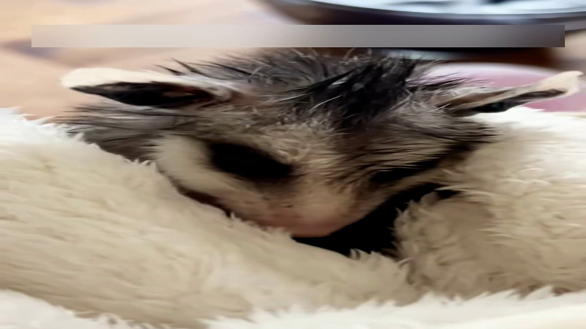 Part 2: Đ1006002_I found another little opossum in the sewer #animal #animals #rescue ..._blurred_part2