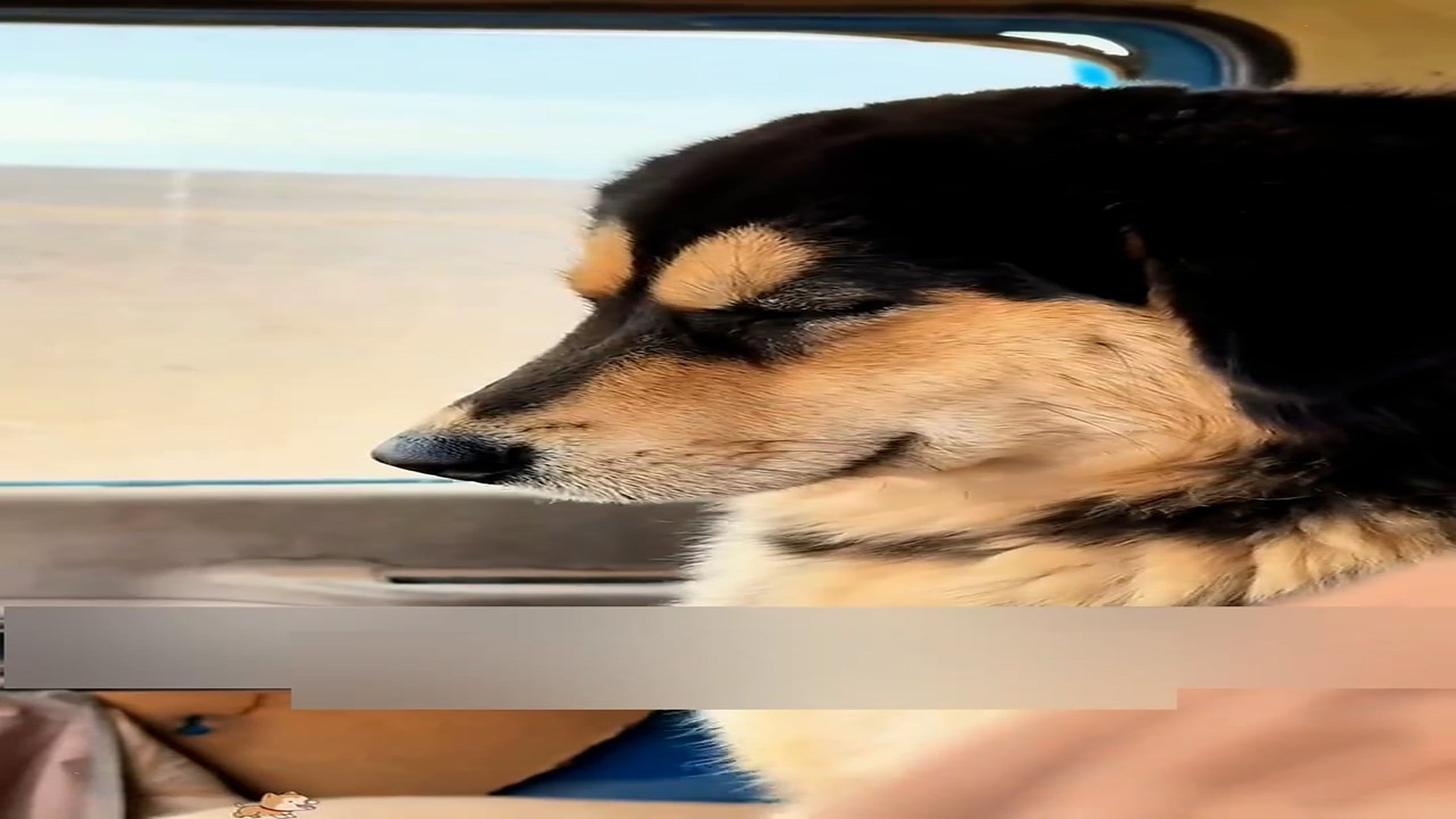 Part 2: Đ1006003_I found a poor dog abandoned in the snow. Seeing his pitiful state, I..._blurred_part2