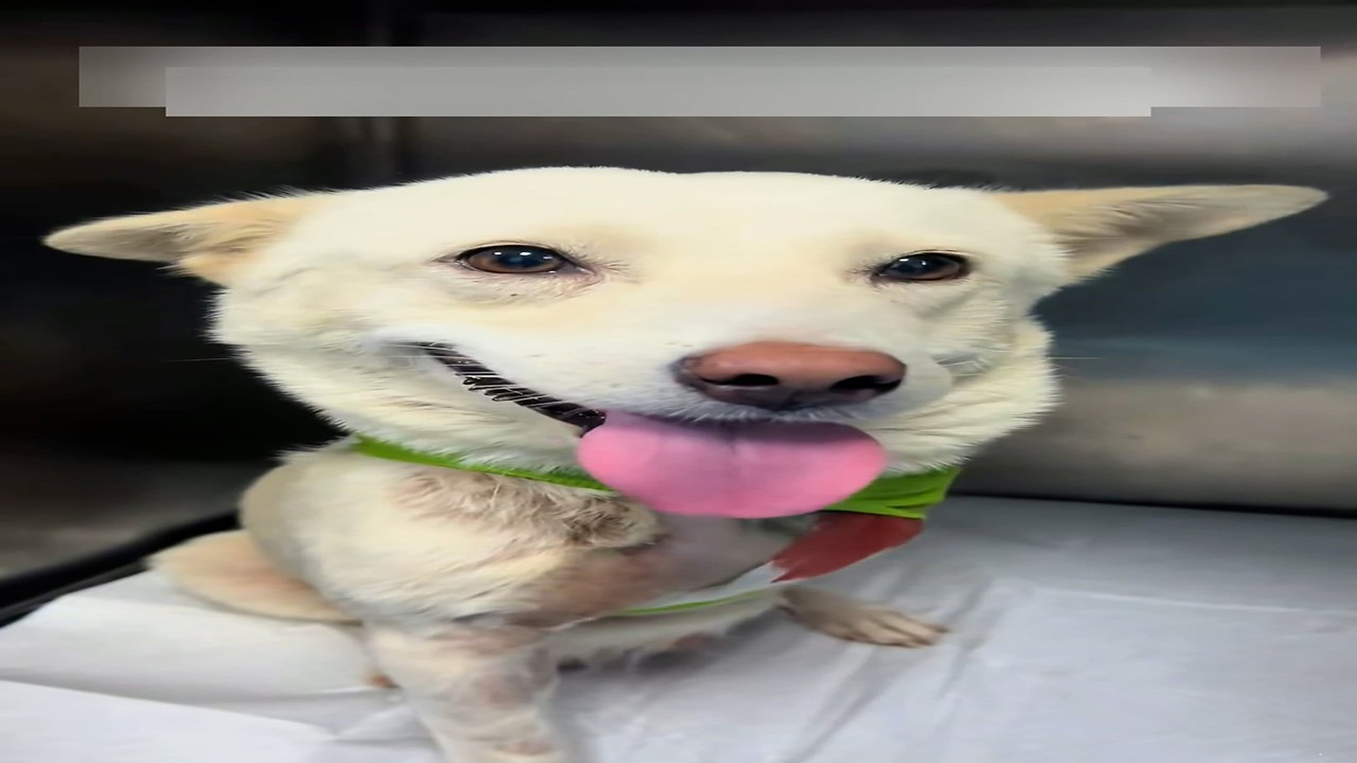 Part 2: Đ1106001_I found a poor little puppy with a broken leg in the wilderness and r..._blurred_part2