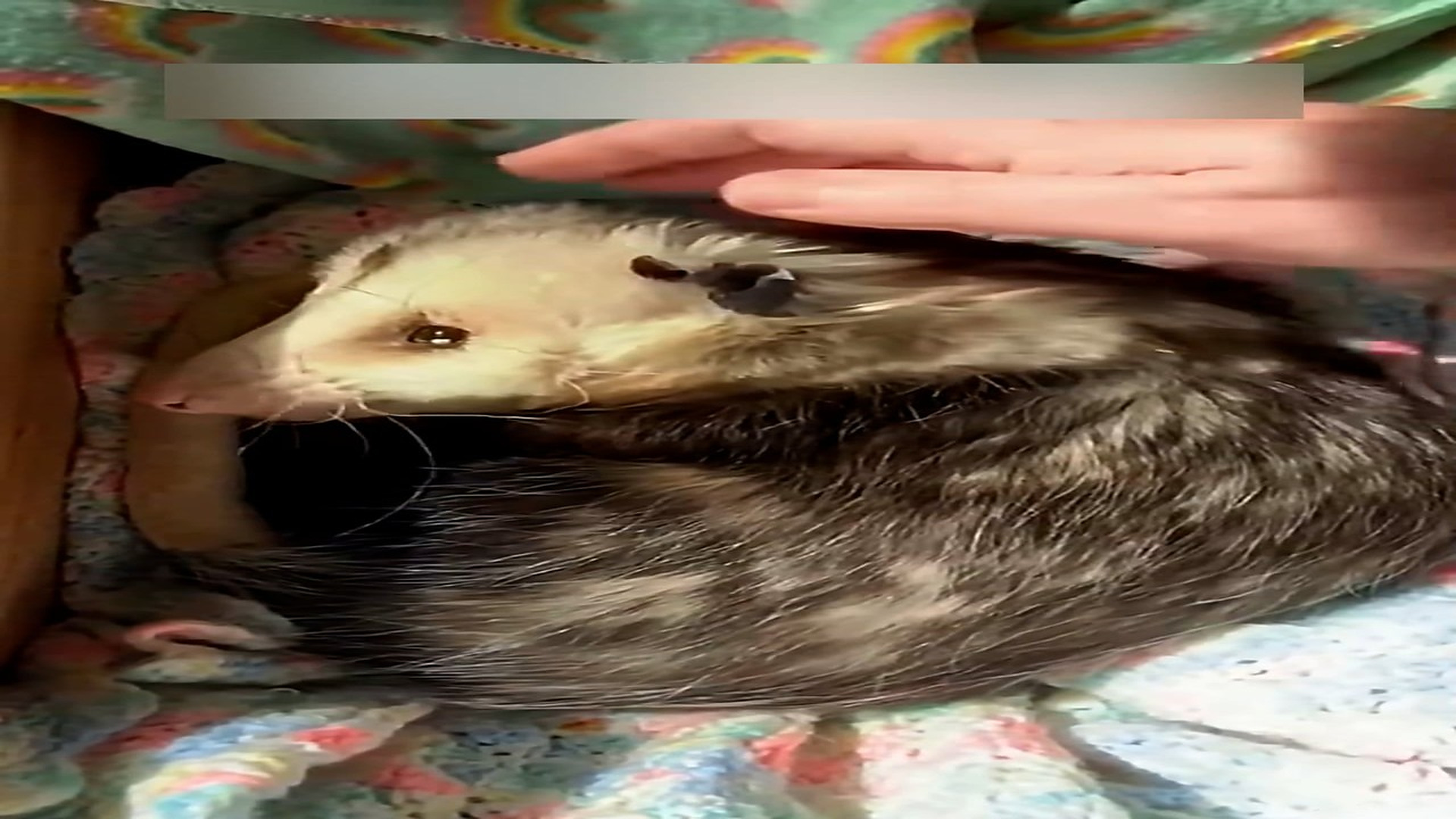 Part 2: Đ1106001_I rescued an opossum from the river #animal #animals #rescue #save #w..._blurred_part2