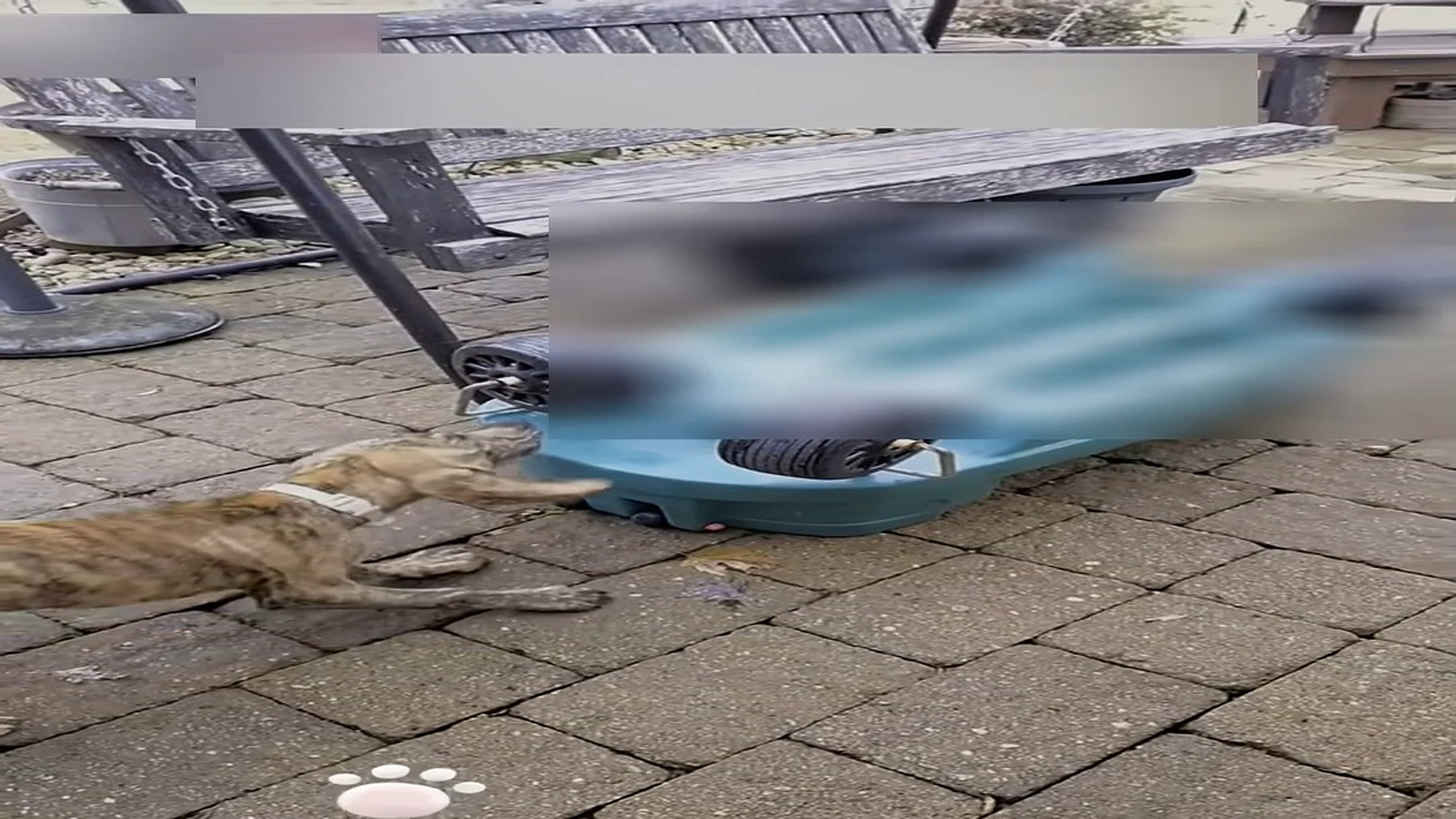 Part 2: Đ1106003_I found this puppy with a broken leg at night, took it home, and… #an..._blurred_part2