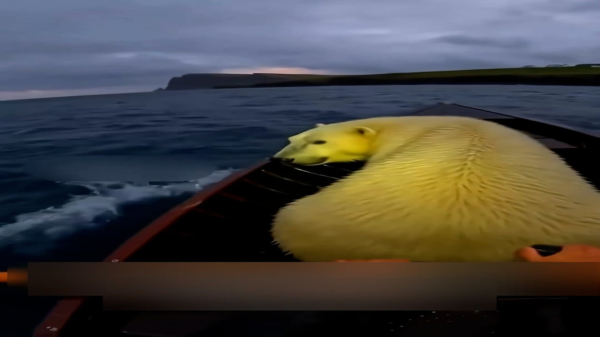 Part 2: Đ1106002_I Rescuing a Drowning Polar Bear Then She Came With Her Babies #rescu..._blurred_part2
