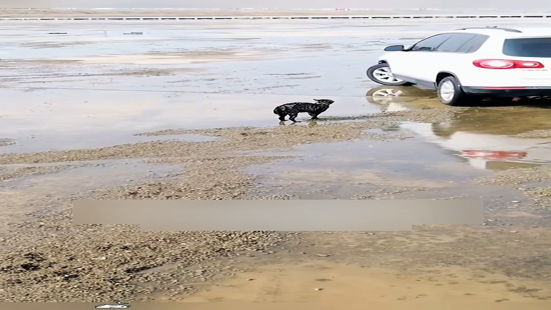 Part 2: Đ1206002_I found a stray cat being attacked by dogs while I was taking aerial ..._blurred_part2