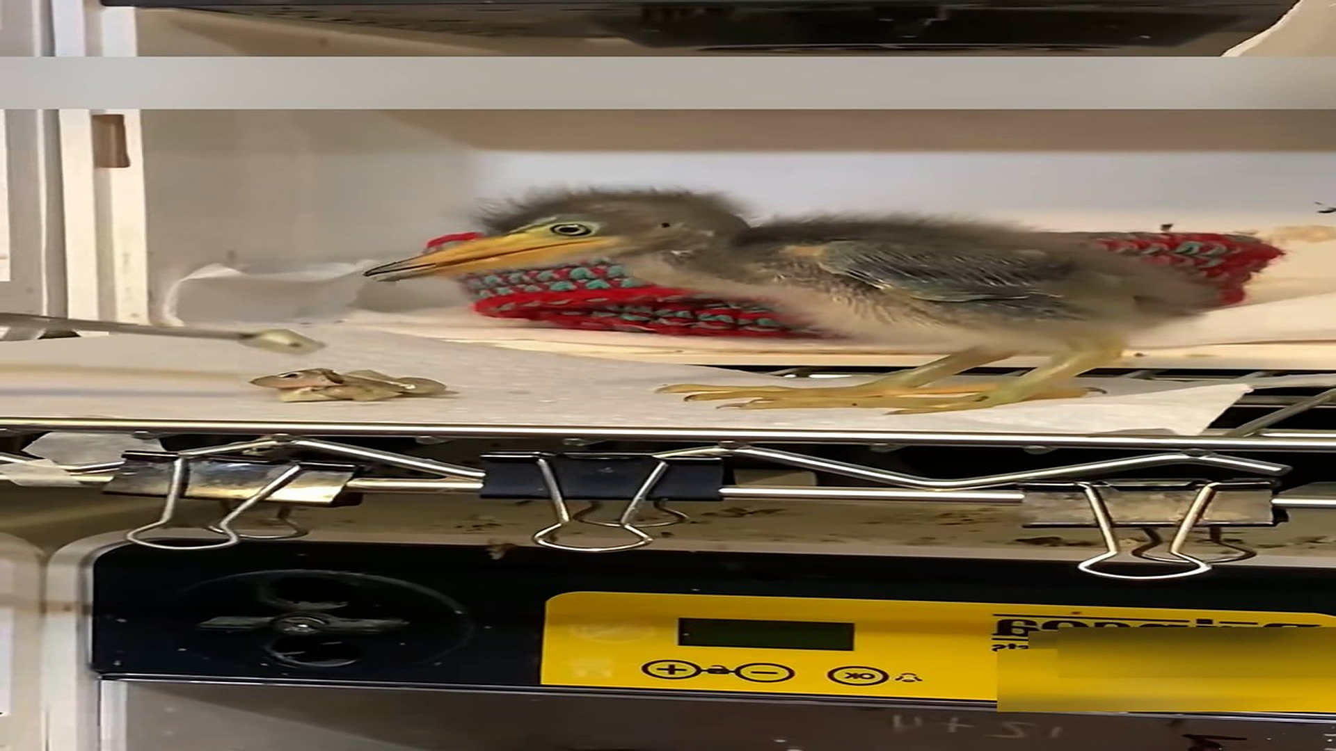 Part 2: Đ1206001_I found a strange baby bird in the wild.#rescue #help #animals #anima..._blurred_part2