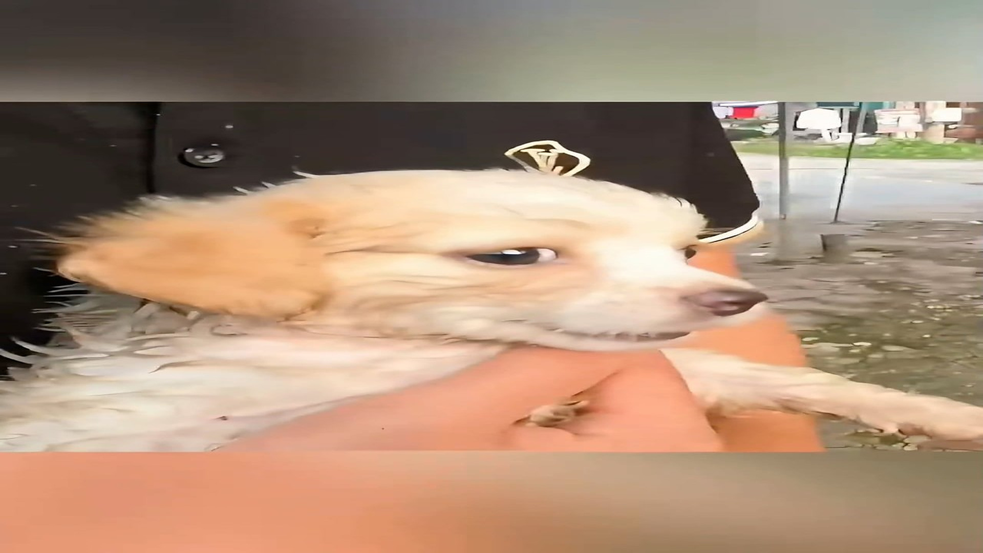 Part 2: Đ1106001_I pick up a abandoned puppy in the trash and give him home #foryou #a..._blurred_part2