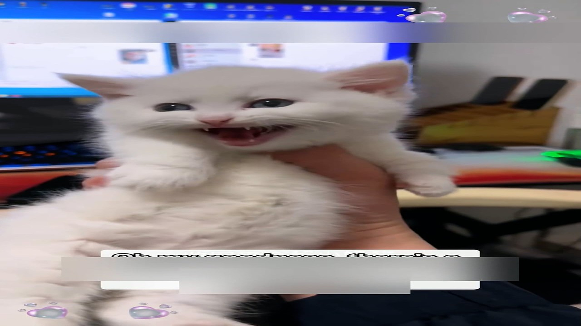 Part 2: Đ1406001_Oh my goodness, there’s a kitten in the river! I needs my help! #anim..._blurred_part2