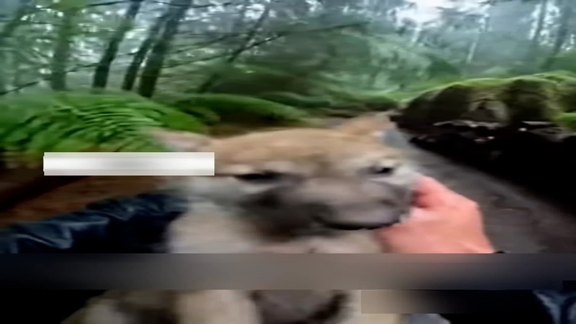 Part 2: Đ1406002_I Saves a Wolf Baby From a Bear #wolf #rescue #wholesome #puppy _blurred_part2