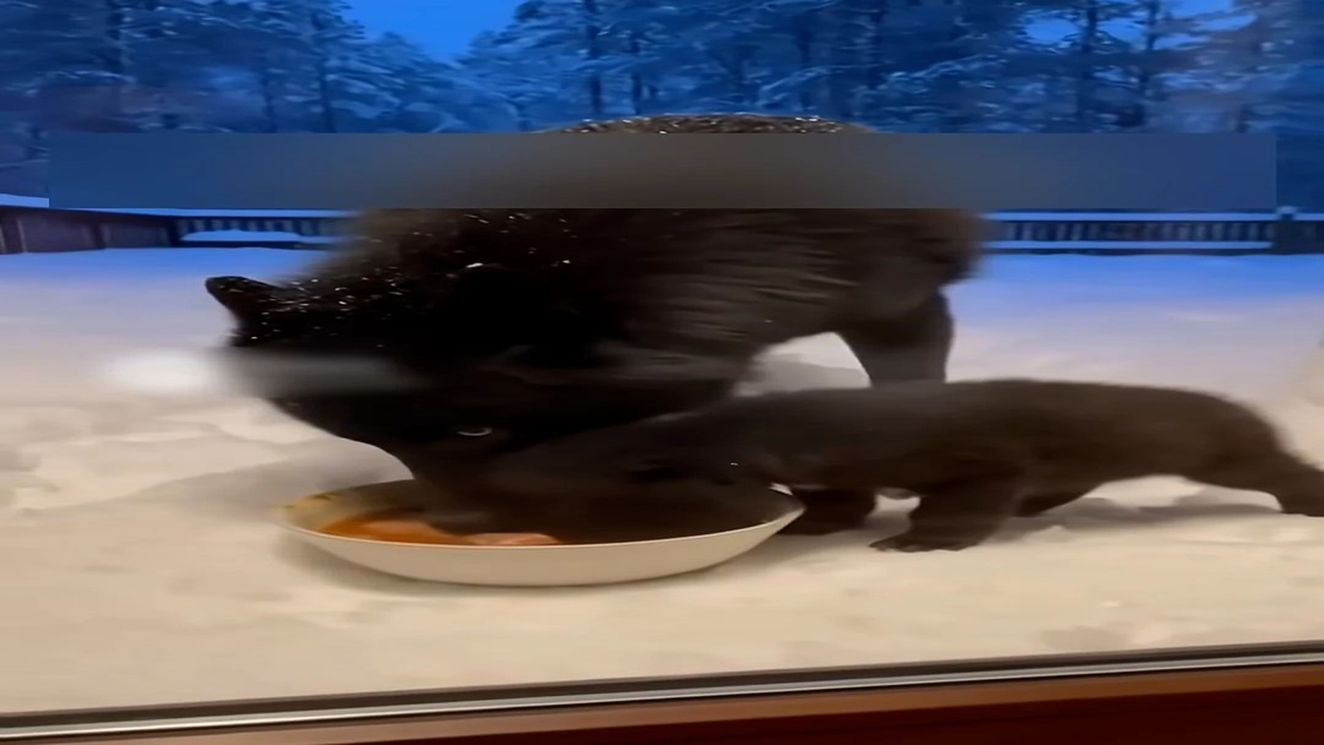 Part 2: Đ1406003_I Saved The Wolf Family, Give Them Food, See What Happens Next #wolf ..._blurred_part2