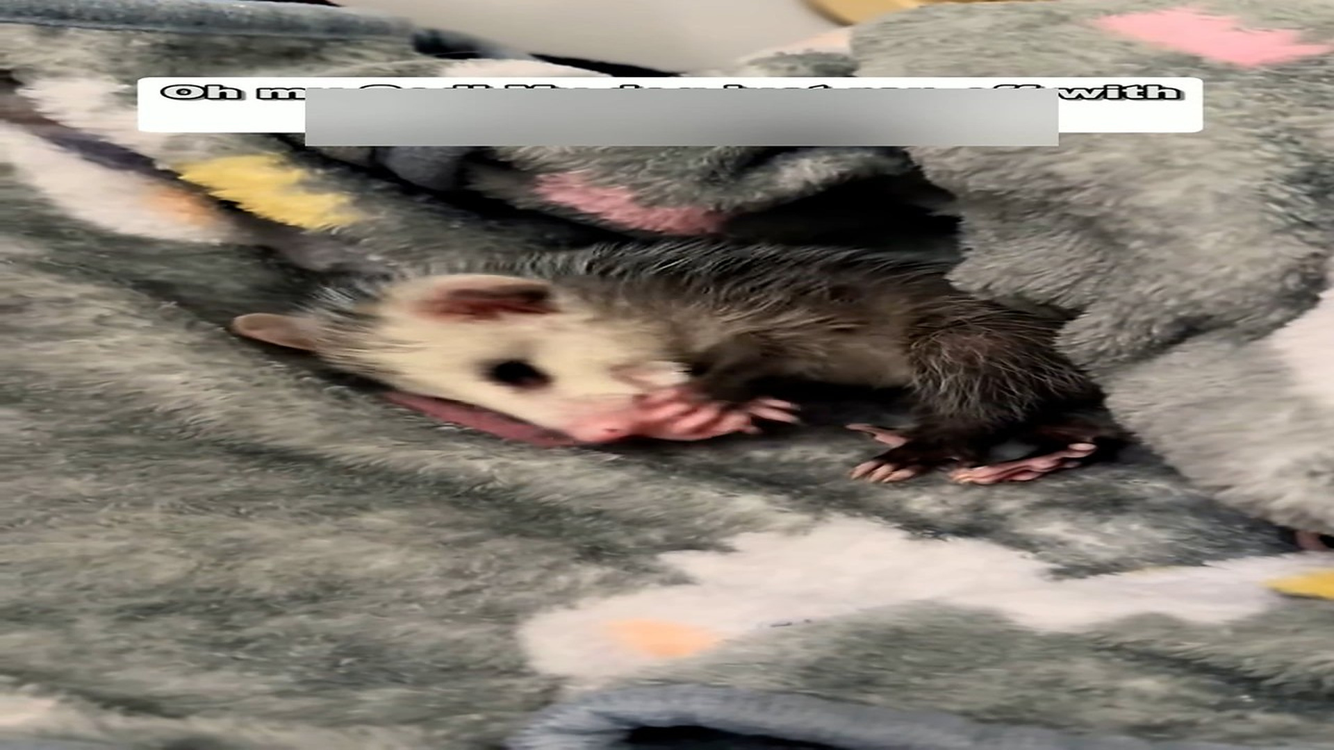 Part 2: Đ1306002_Oh my god!my dog just ran off with a baby opossum!#animal #animals #r..._blurred_part2