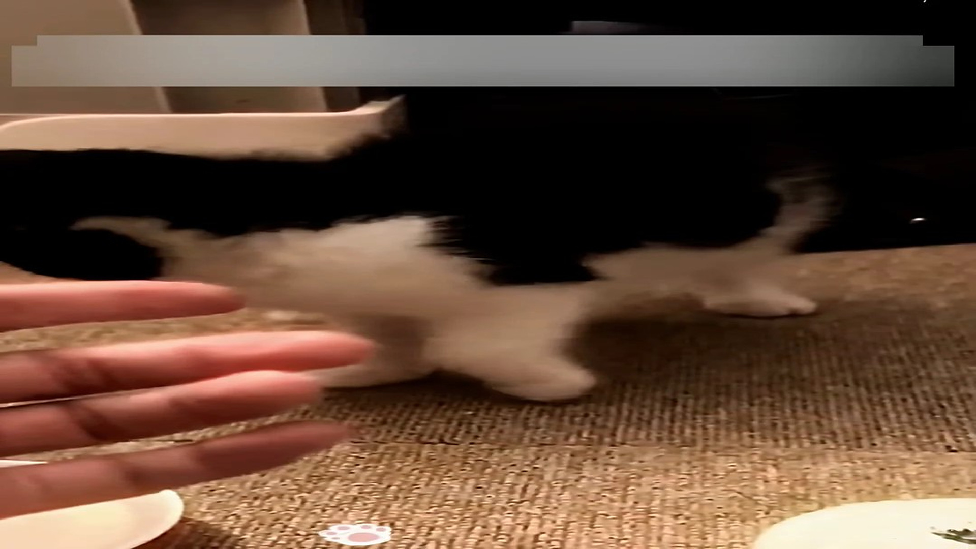 Part 2: Đ1206003_My family and I are thankful that the kitten was found and no tragedy..._blurred_part2