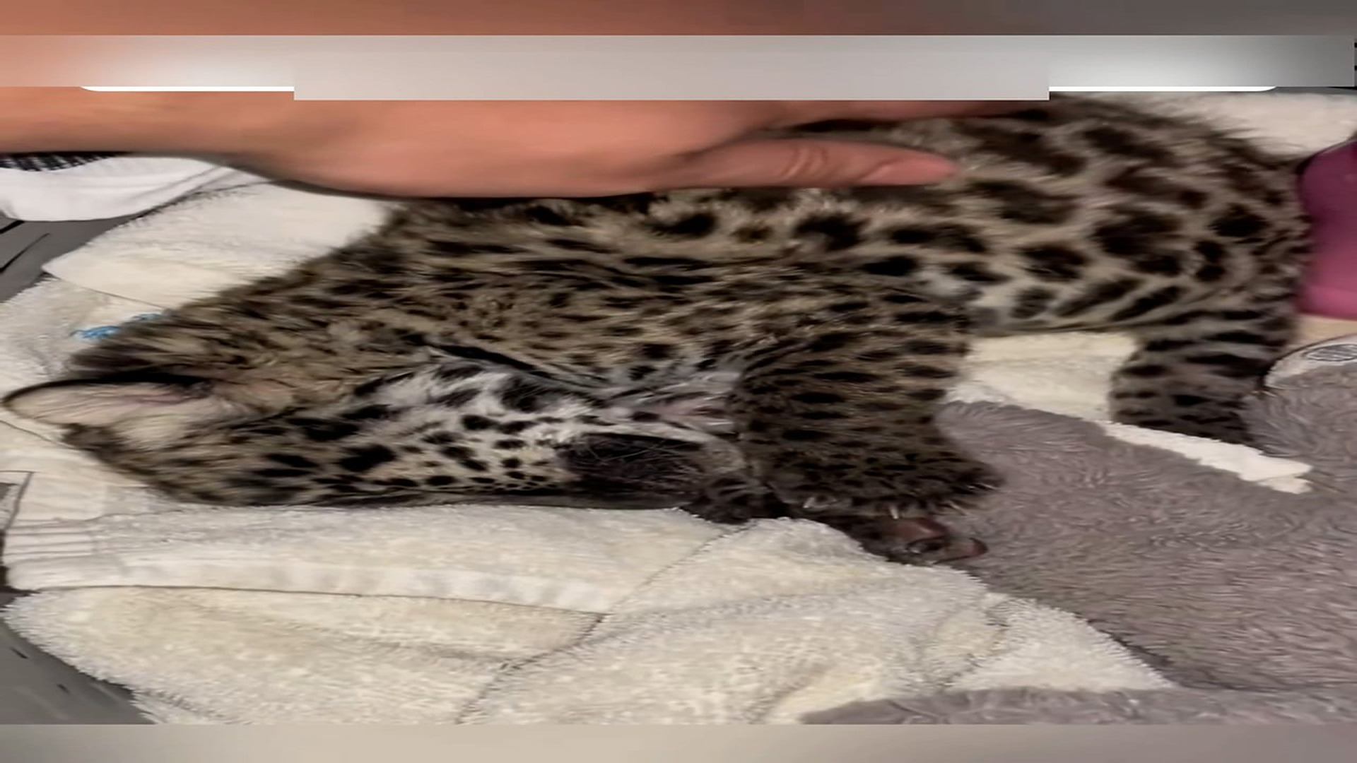 Part 2: Đ1206001_Kind people found an abandoned leopard cub in the bushes and then... ..._blurred_part2