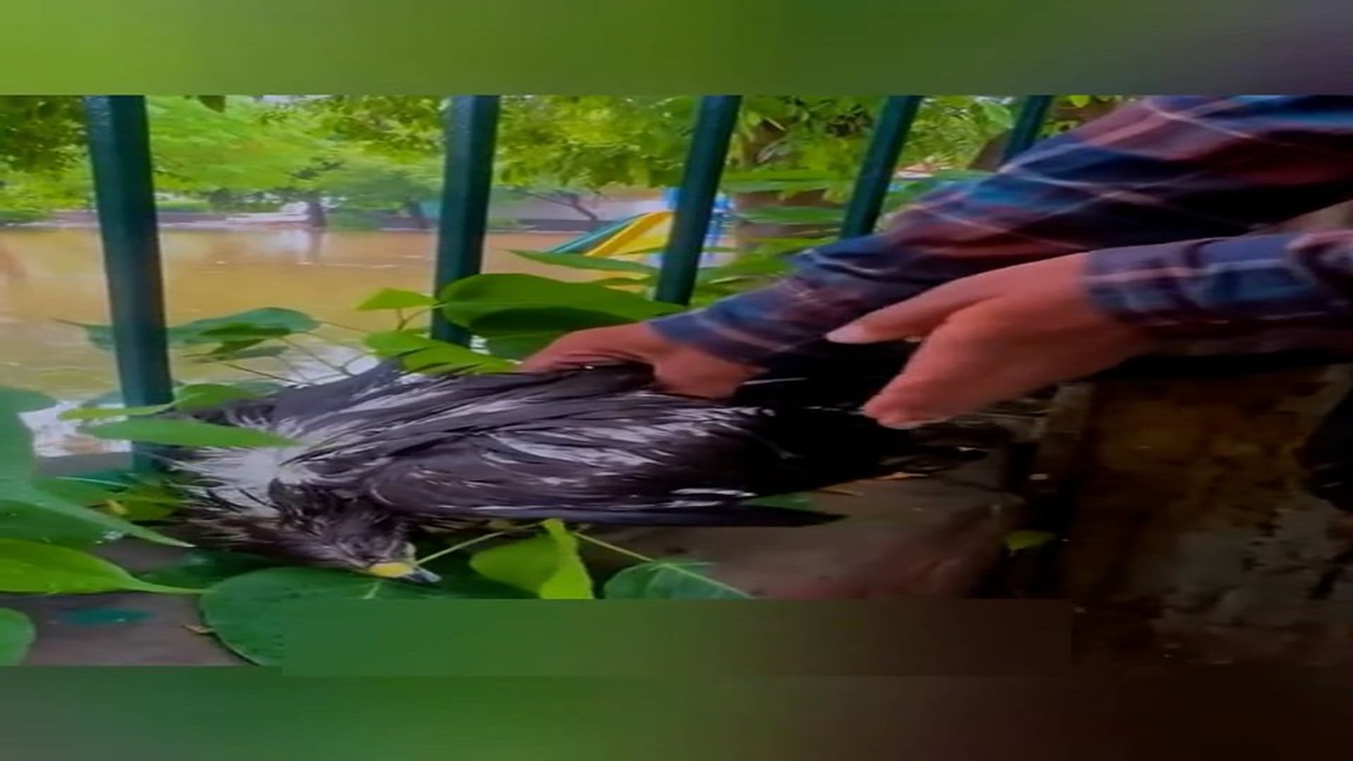 Part 2: Đ0906002_2024 11 04 @animalrecue 7433120899206778142_blurred_part2