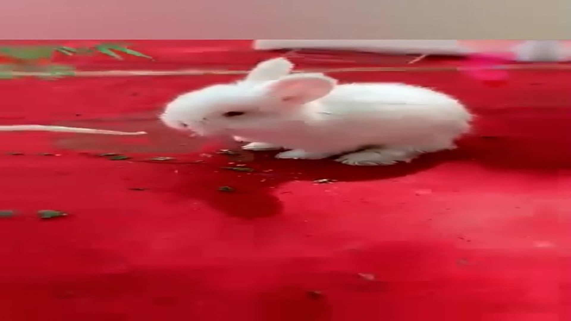 Part 2: Đ0906003_"Witness the life-changing moment of a rescue � #animals #resgateanimal #animalrescue #rescue #viral"_blurred_part2