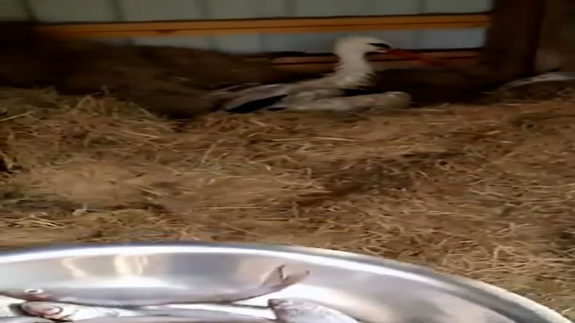 Part 2: Đ0806001_"When hope and love rescue lives � #animals #resgateanimal #animalrescue #rescue #viral"_blurred_part2