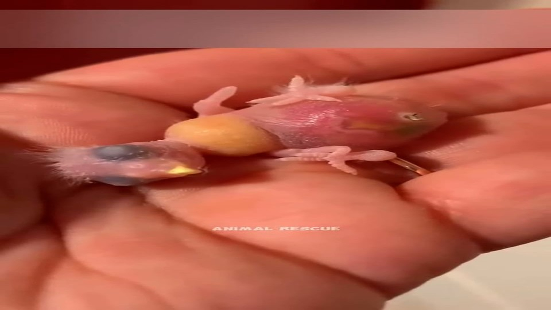 Part 2: Đ0606003_"Rescue of a Homeless Cat in a Storm – A Touching Journey" #CatInNeed #KindnessMatters #NewLife_blurred_part2
