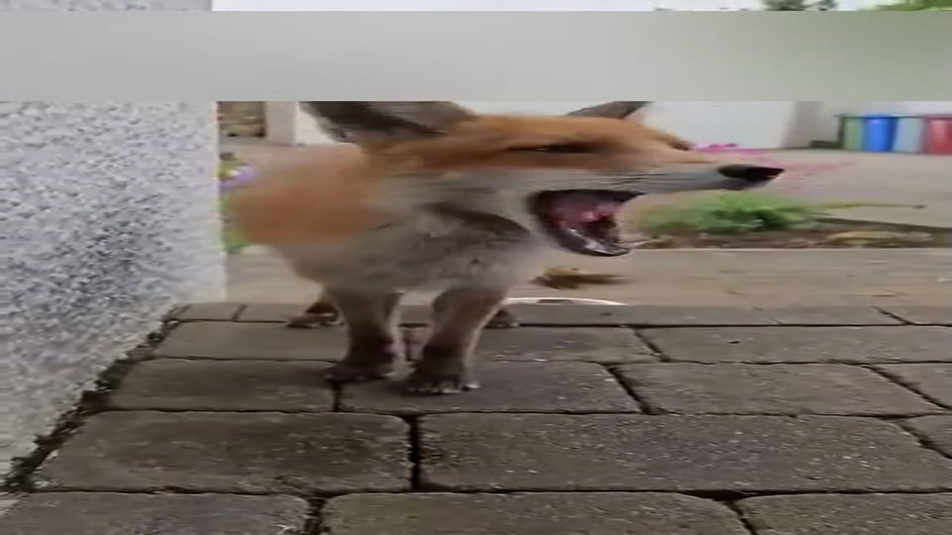 Part 2: Đ1306001_Rescued fox from the fence and nurturing it in a loving home #Amazing #animals #love #fyp #pet_blurred_part2