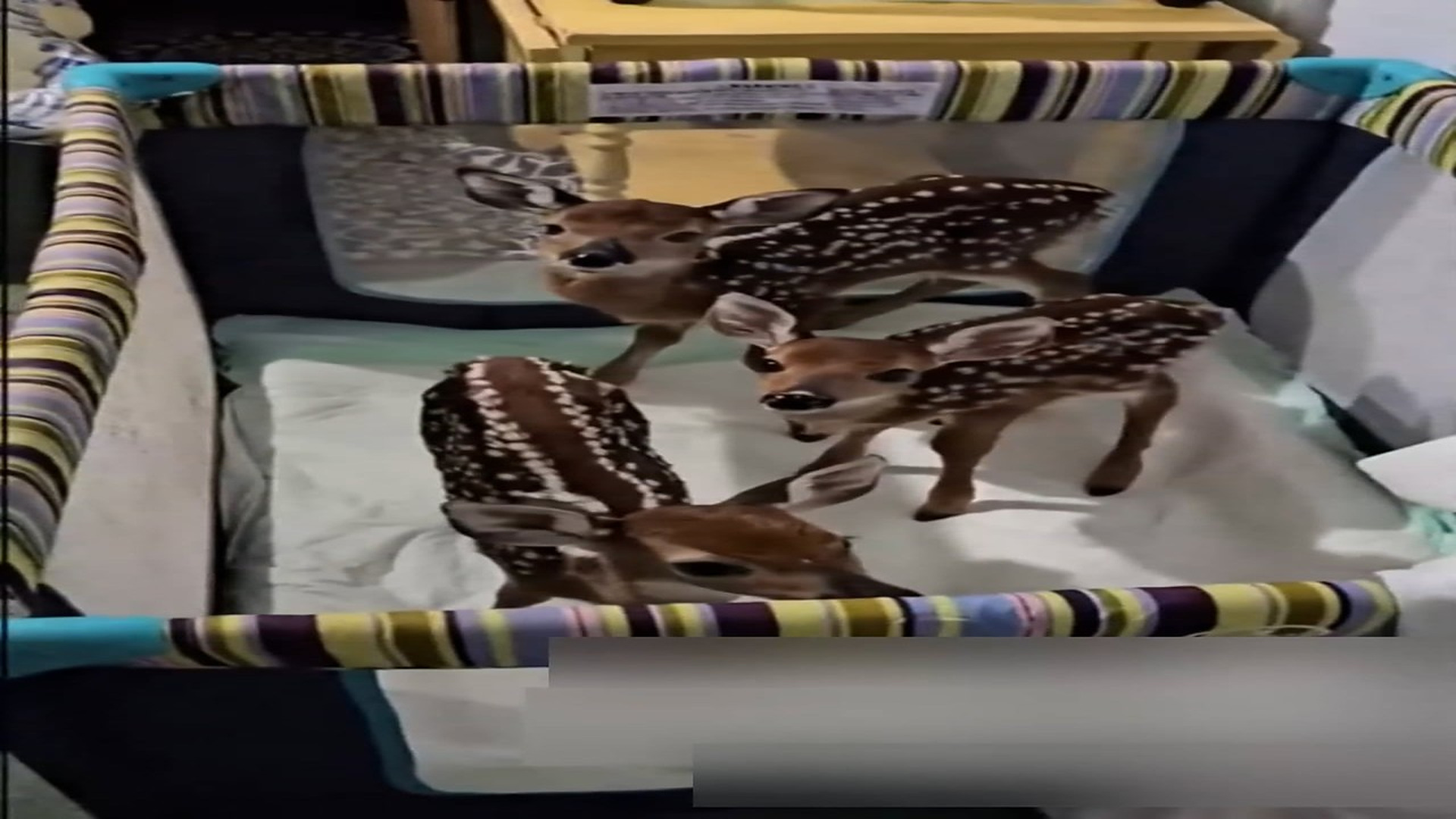 Part 2: Đ1206001_Rescue three baby deer lying on the road #Amazing #animals #love #fyp #pet_blurred_part2