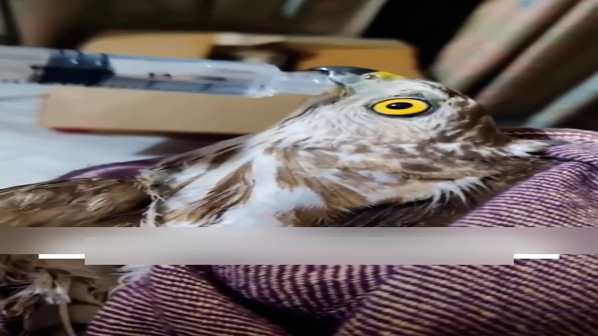 Part 2: Đ0706003_Man rescues injured hawk while walking on the road #Amazing #animals #love #fyp #pet_blurred_part2