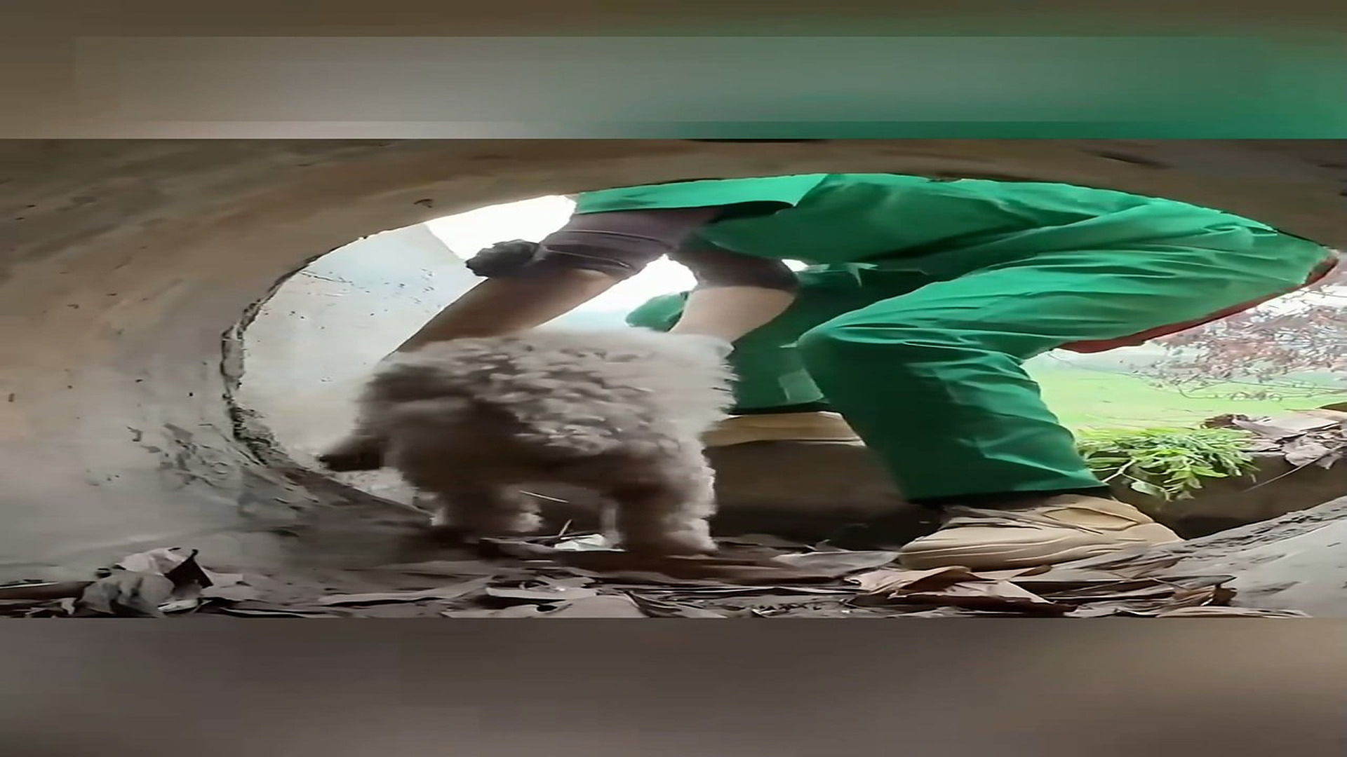 Part 2: Đ1206002_I recuse the dog is hiding in the sewer and he don’t trust people #fo..._blurred_part2