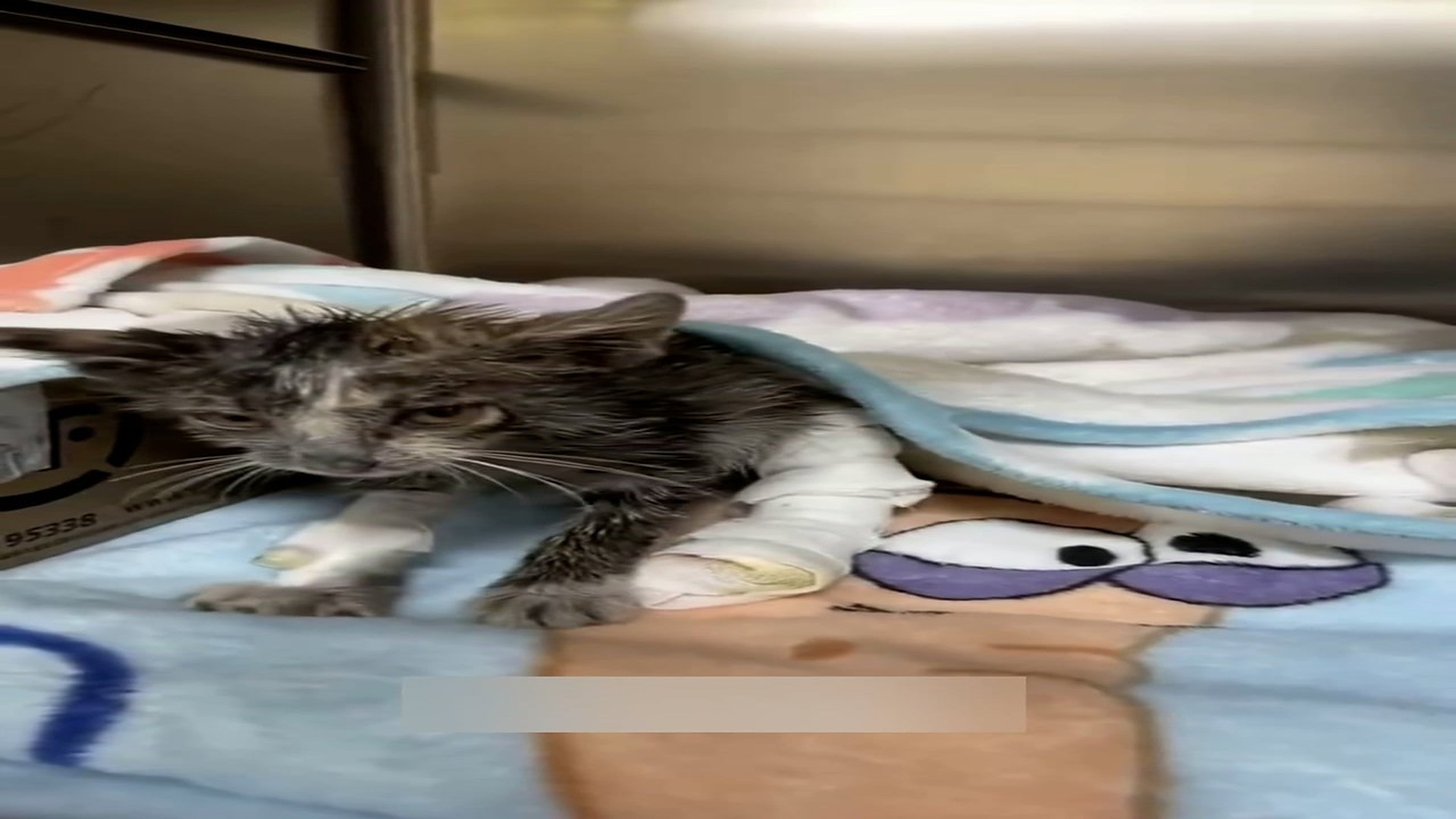 Part 2: Đ1206001_I rescued a cat covered in black oil, and its true appearance is very..._blurred_part2