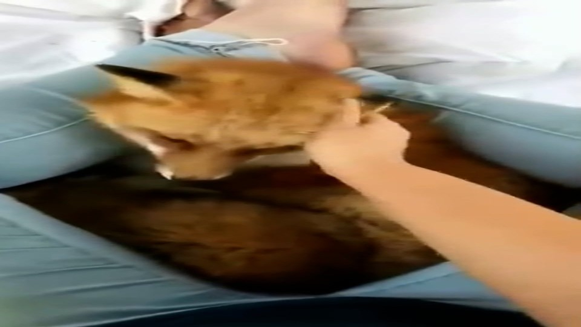 Part 2: Đ1406001_Rescue a fox ❤_blurred_part2