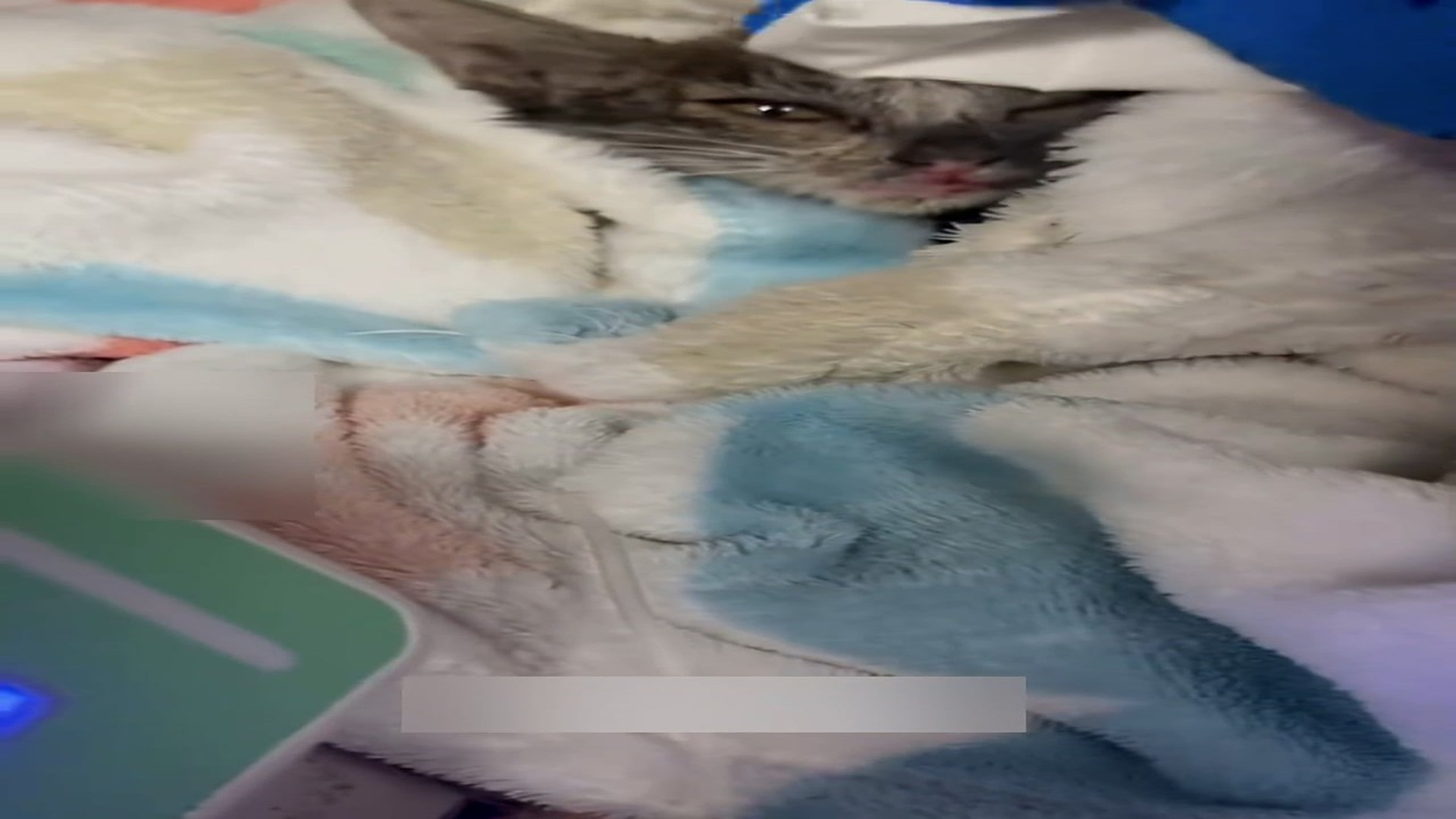 Part 2: Đ1206001_I rescued a cat covered in black oil, and its true appearance is very..._blurred_part2