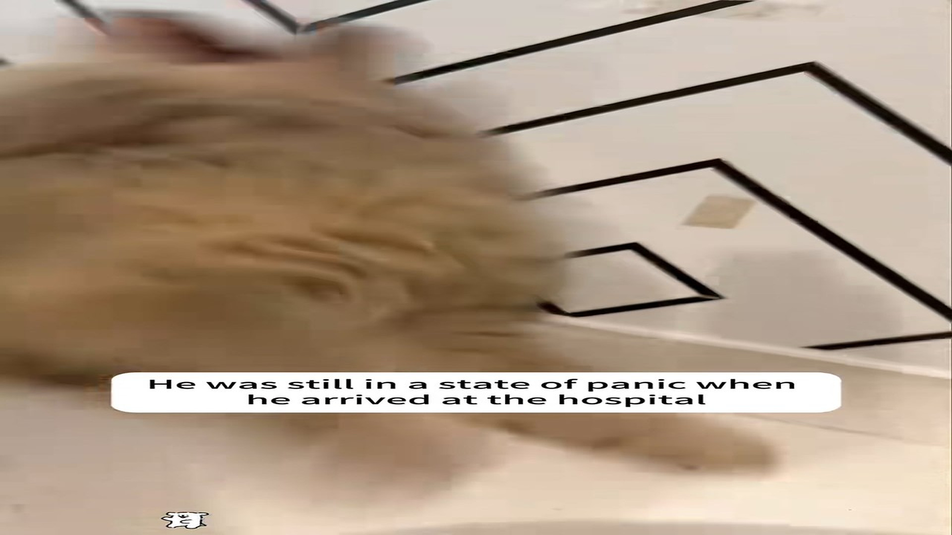 Part 2: Đ1606001_A wounded puppy with its head tilted to one side was abandoned on the_part2