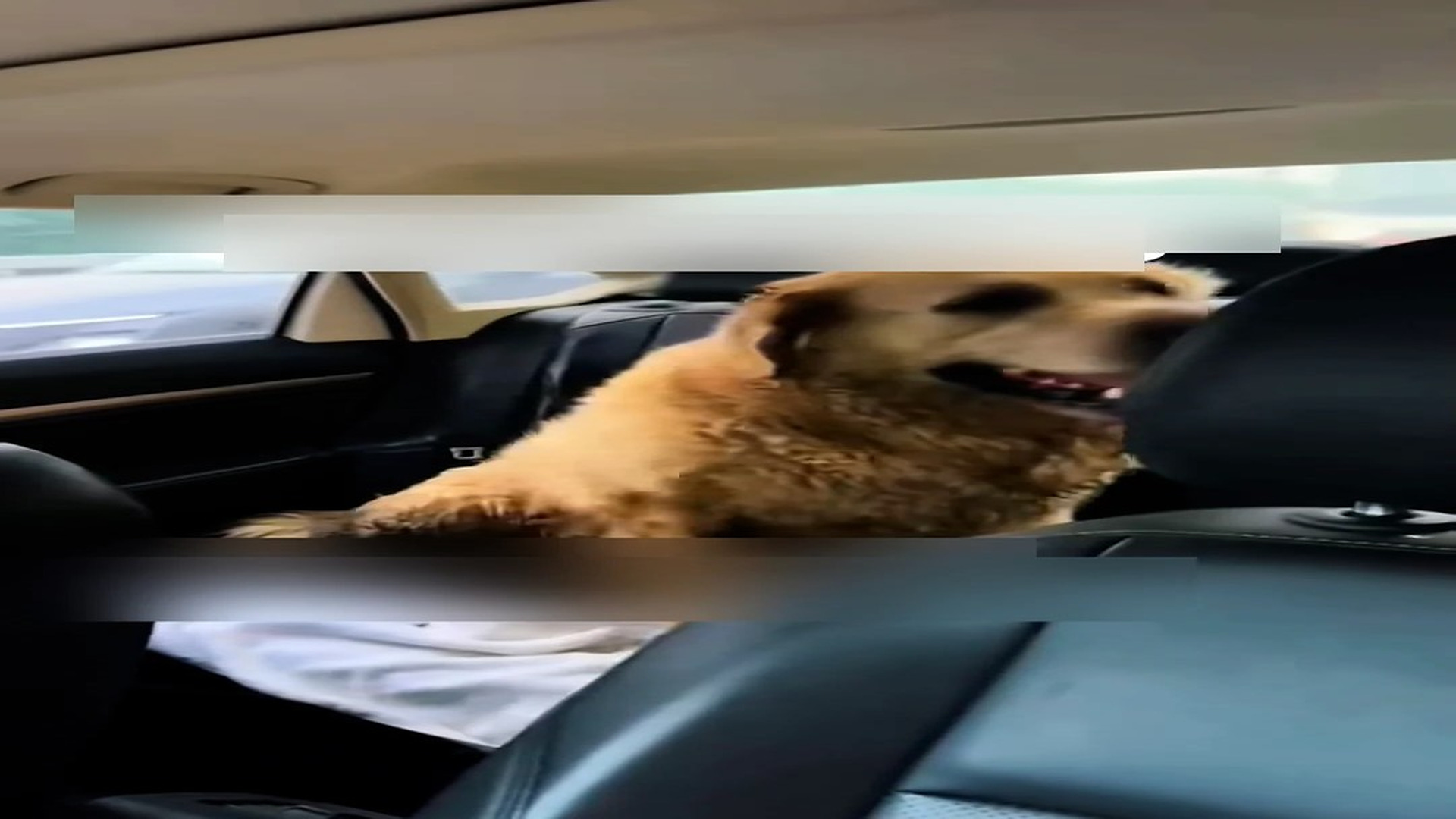 Part 2: Đ1606003_I wonder what this sweet thing must have seen in its past.#rescuedogs..._blurred_part2