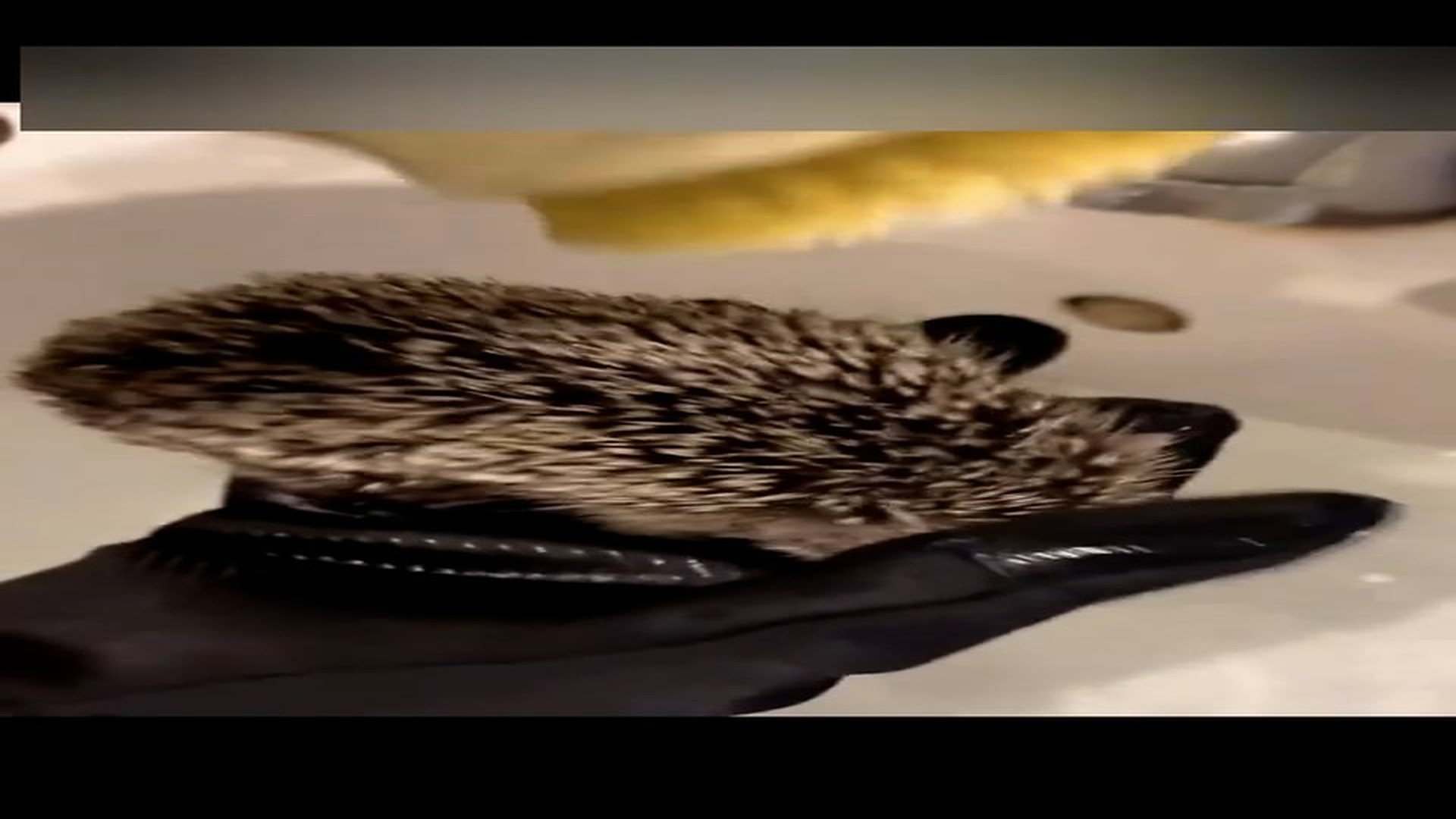 Part 2: Đ1606002_I took in a baby hedgehog that lost its mom.#hedgehog #rescue #usa #a..._blurred_part2