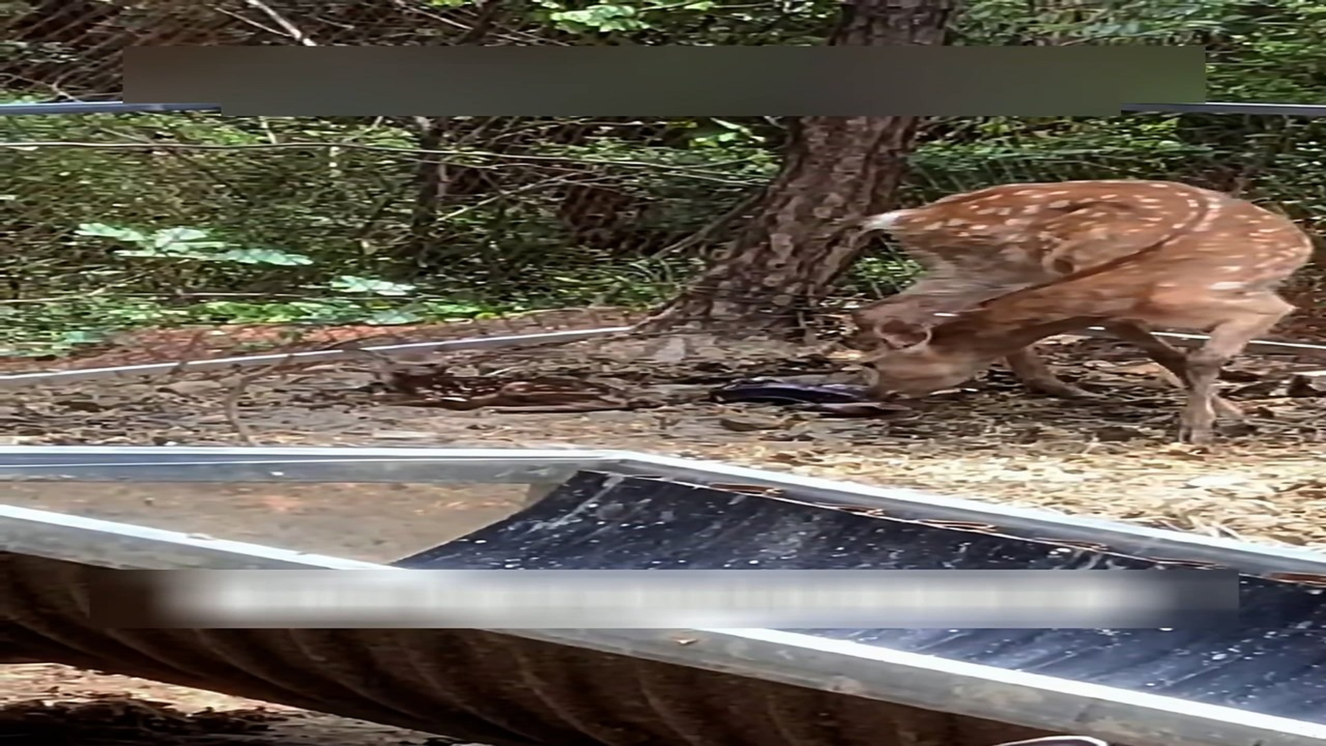 Part 2: Đ1606003_One day my kitten brought back a lost fawn from the wild. #animal #an..._blurred_part2