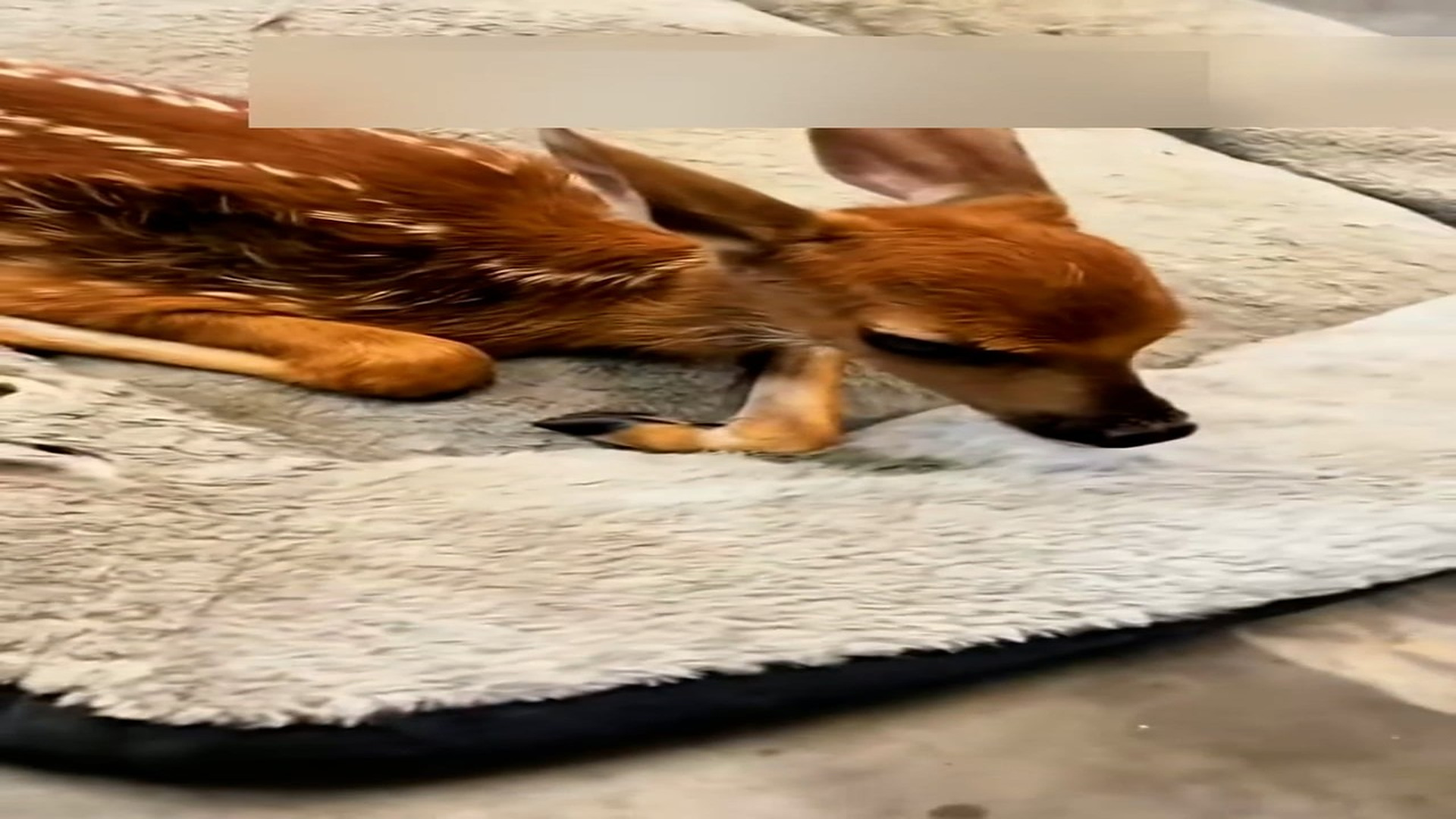 Part 2: Đ1606002_I rescued a deer that fell into a ditch when I was running in the par..._blurred_part2