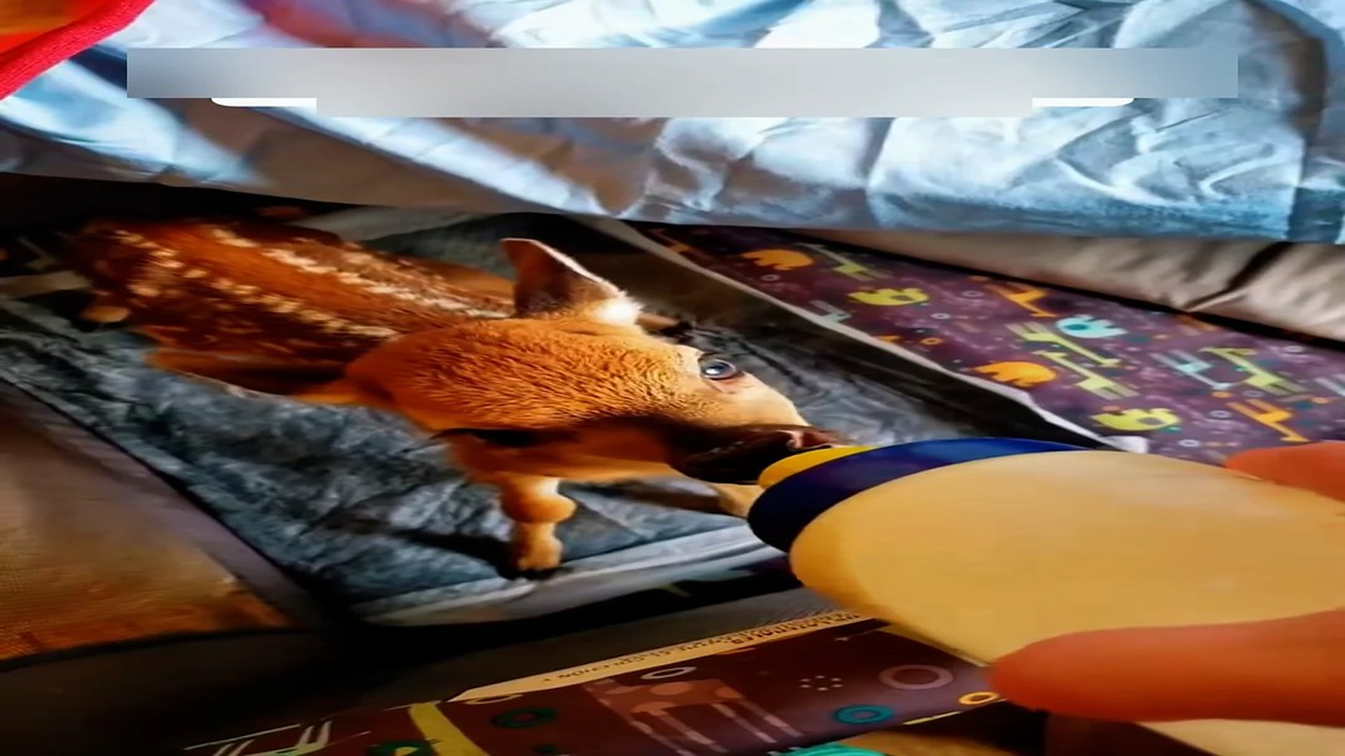 Part 2: Đ1706003_I rescued a fawn that fell into the water and just happened…#rescue #..._blurred_part2