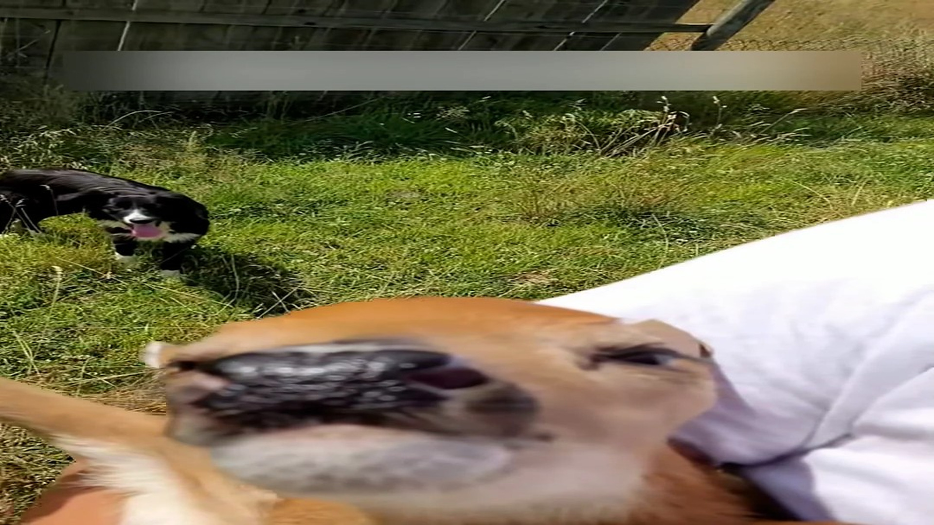 Part 2: Đ1706002_I rescued a fawn in the wild and then…#animal #animals #rescue #help ..._blurred_part2