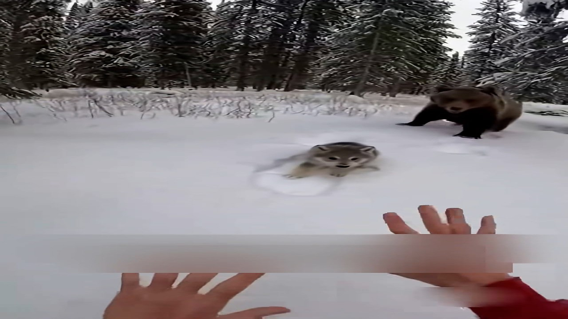Part 2: Đ1706002_Mama Wolf Came To My House To Save His Baby #wolf #rescue #wholesome ..._blurred_part2