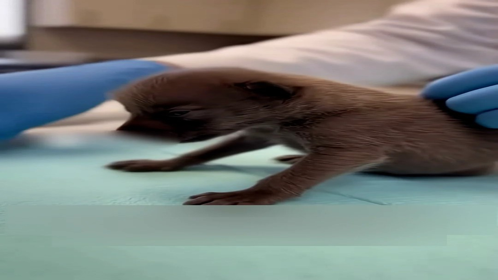 Part 2: Đ1806001_Mama Wolf Drops Her Baby In My Car #wolf #rescue #wholesome #puppy _blurred_part2