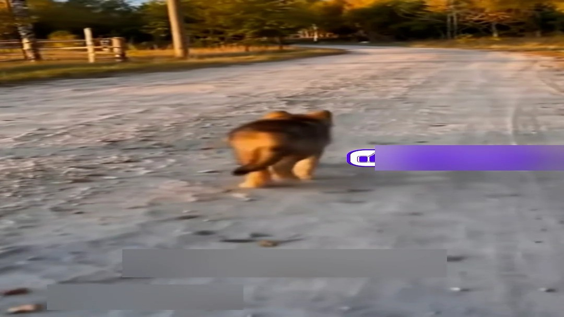Part 2: Đ1806002_Mama Wolf Passed Away, See What Happens Next #wolf #rescue #wholesome..._blurred_part2