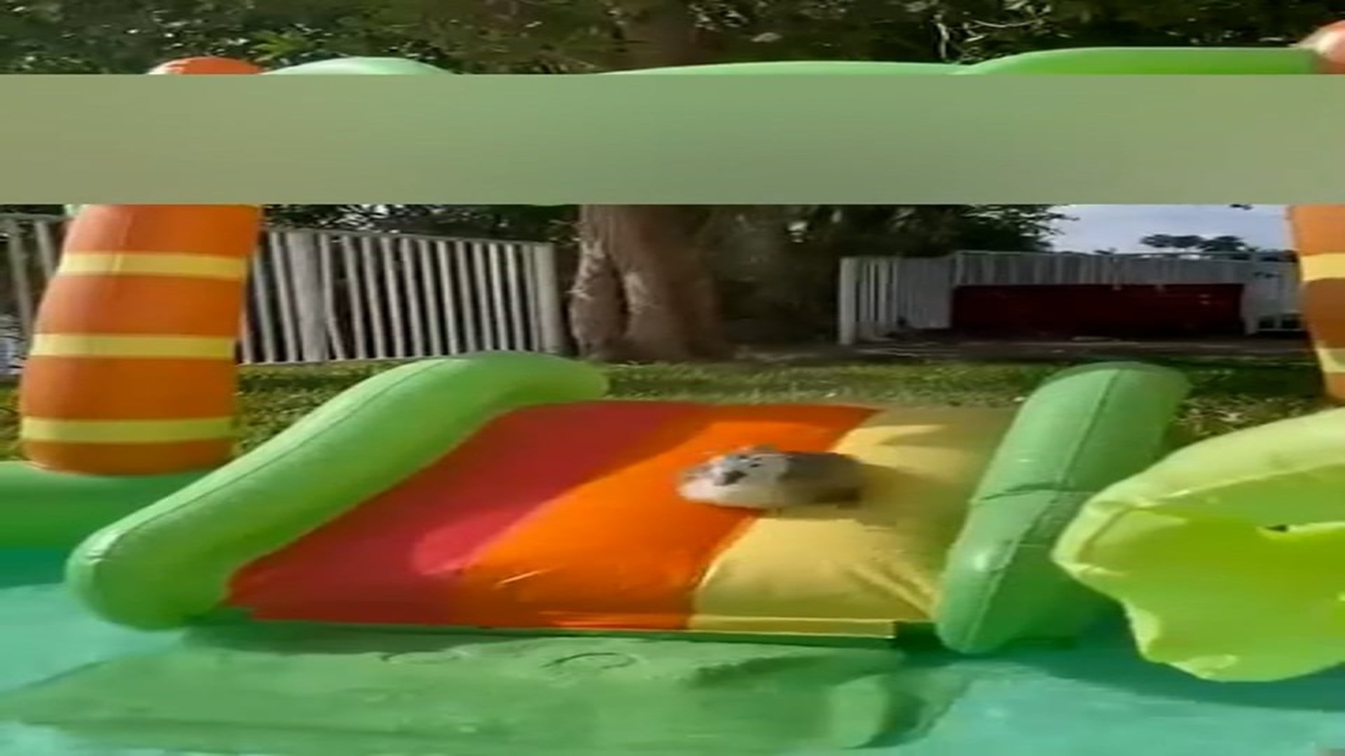 Part 2: Đ1906001_This dog rescued a baby swan and then the owner adopted it #Amazing #animals #love #fyp #pet_blurred_part2