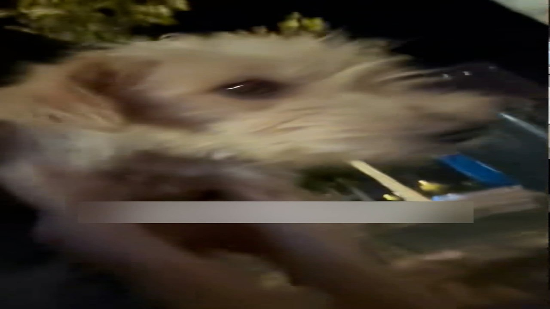 Part 2: Đ1906003_Rescue a dog that survives by eating garbage and then #rescue #animal..._blurred_part2