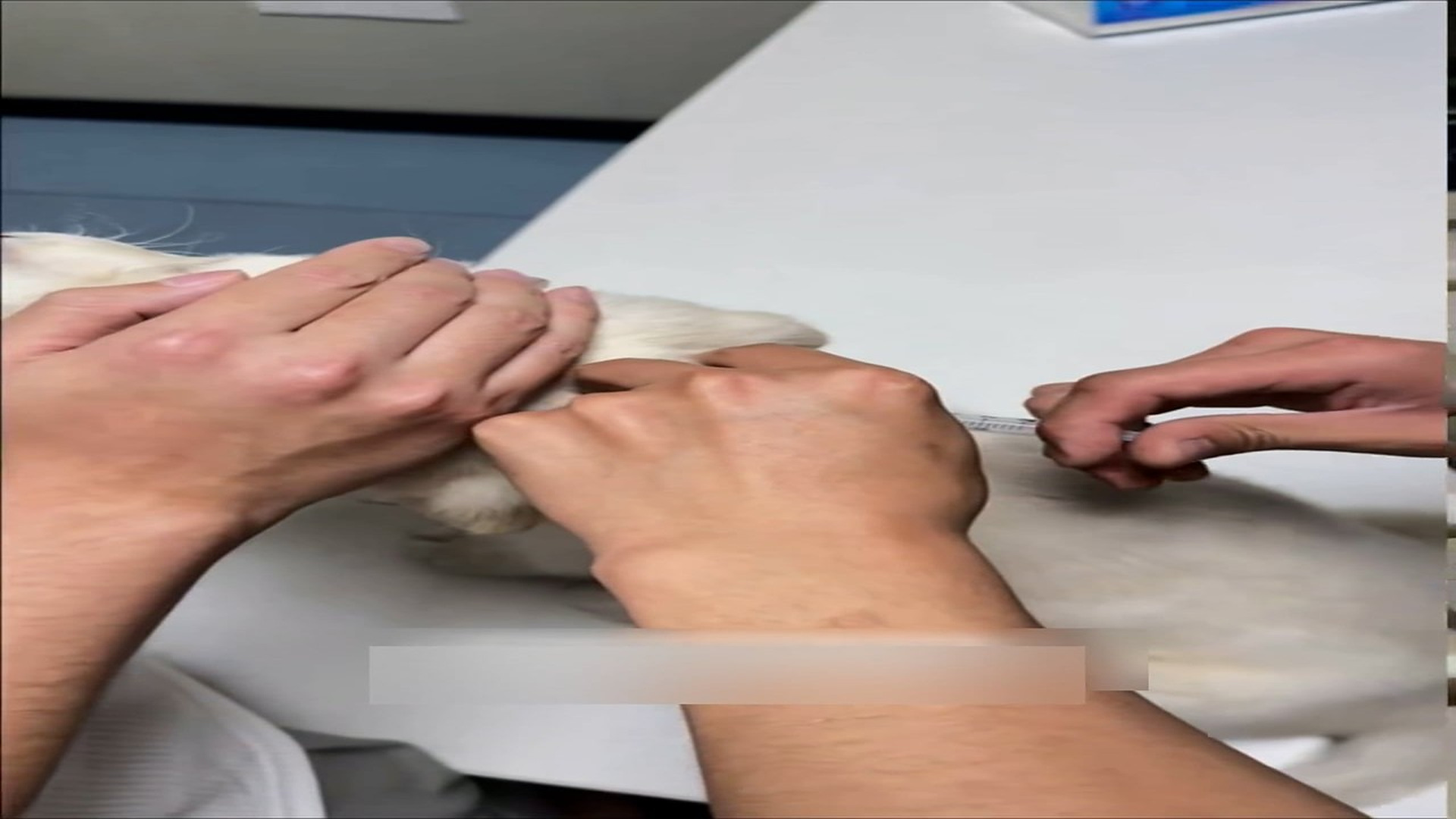 Part 2: Đ1906002_Rescue a dog that jumped out of the car and then #fyp #rescue #animal..._blurred_part2