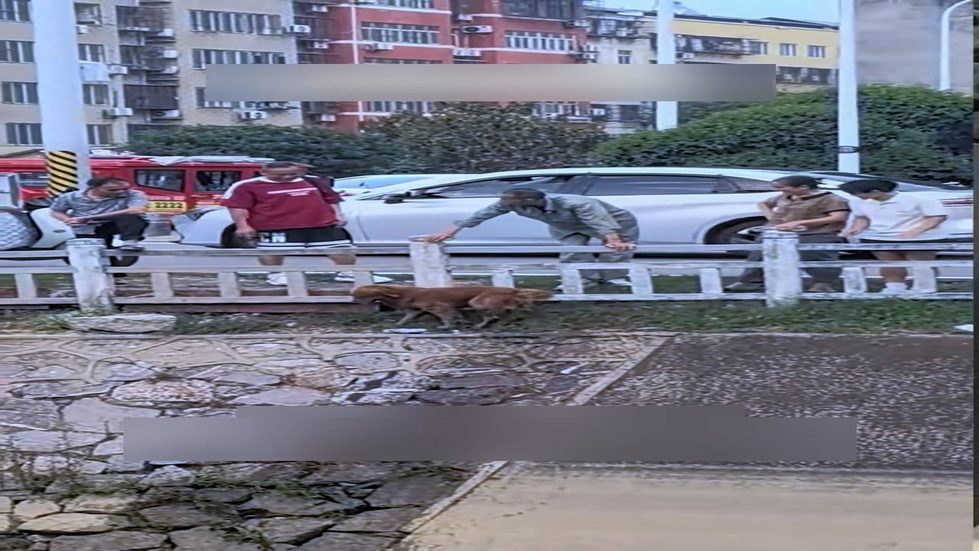 Part 2: Đ1706001_Rescue a dog that fell into the river embankment and then #animals #r..._blurred_part2