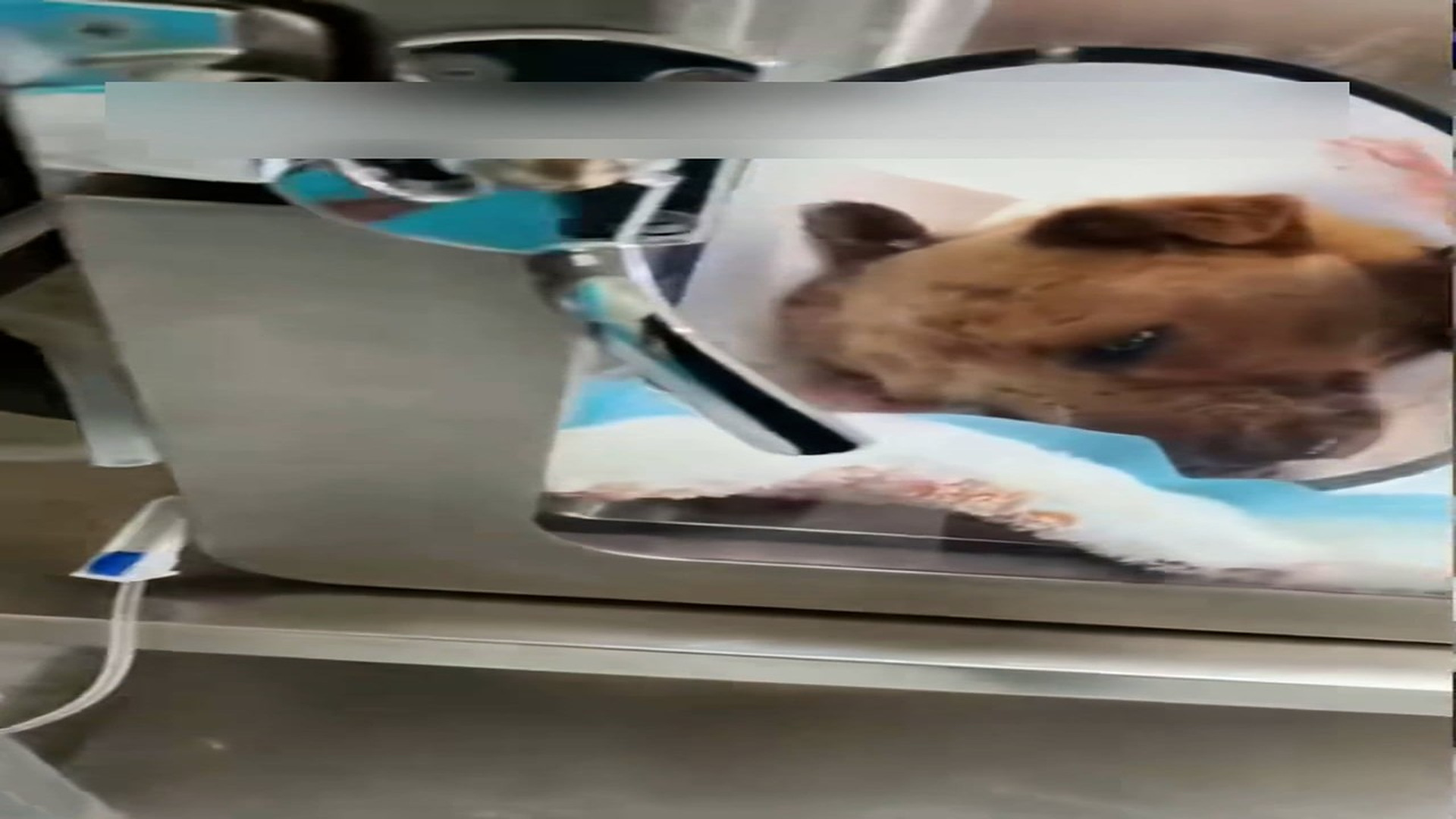 Part 2: Đ1706002_Rescue a dog that fell out of window and then #fyp #rescue #animals #..._blurred_part2