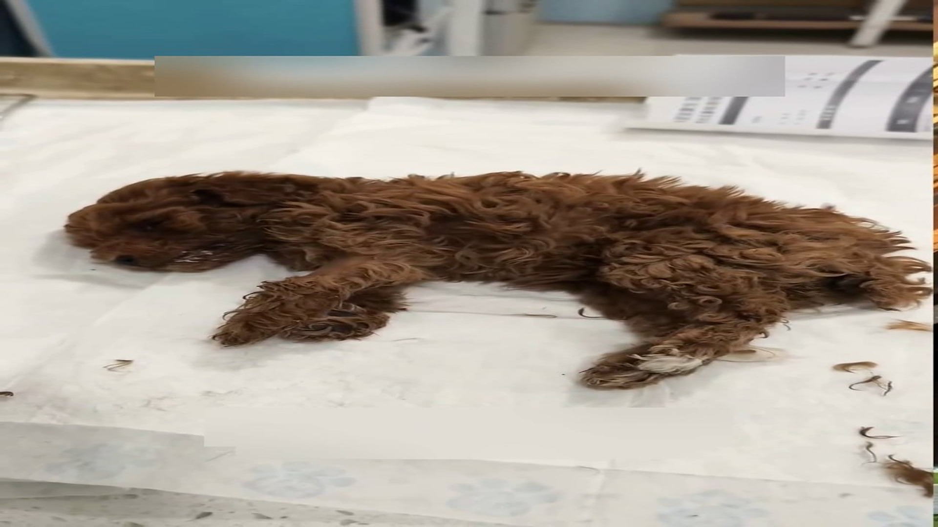 Part 2: Đ1606001_Rescue a dog abandoned in a trash can and then #rescue #animals #fyp ..._blurred_part2