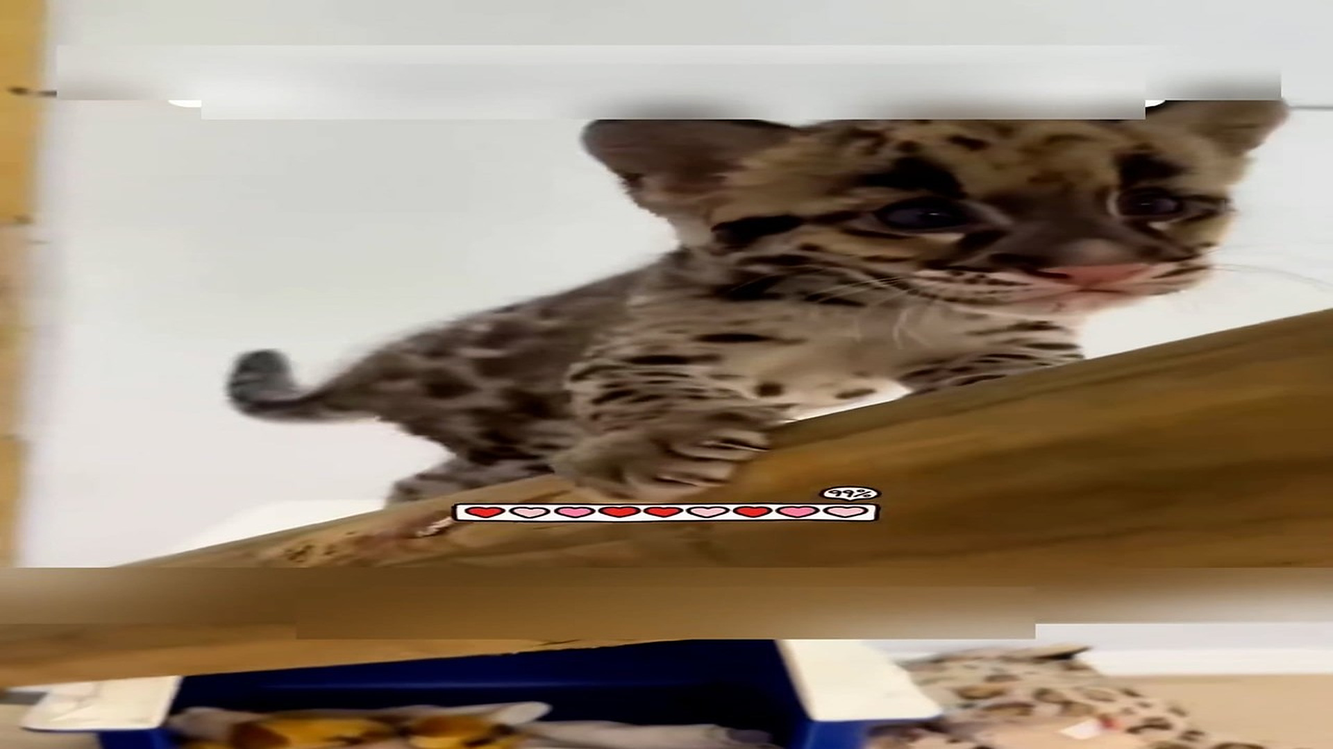 Part 2: Đ2106002_The girl rescues a baby leopard from danger and then adopts it #anima..._blurred_part2