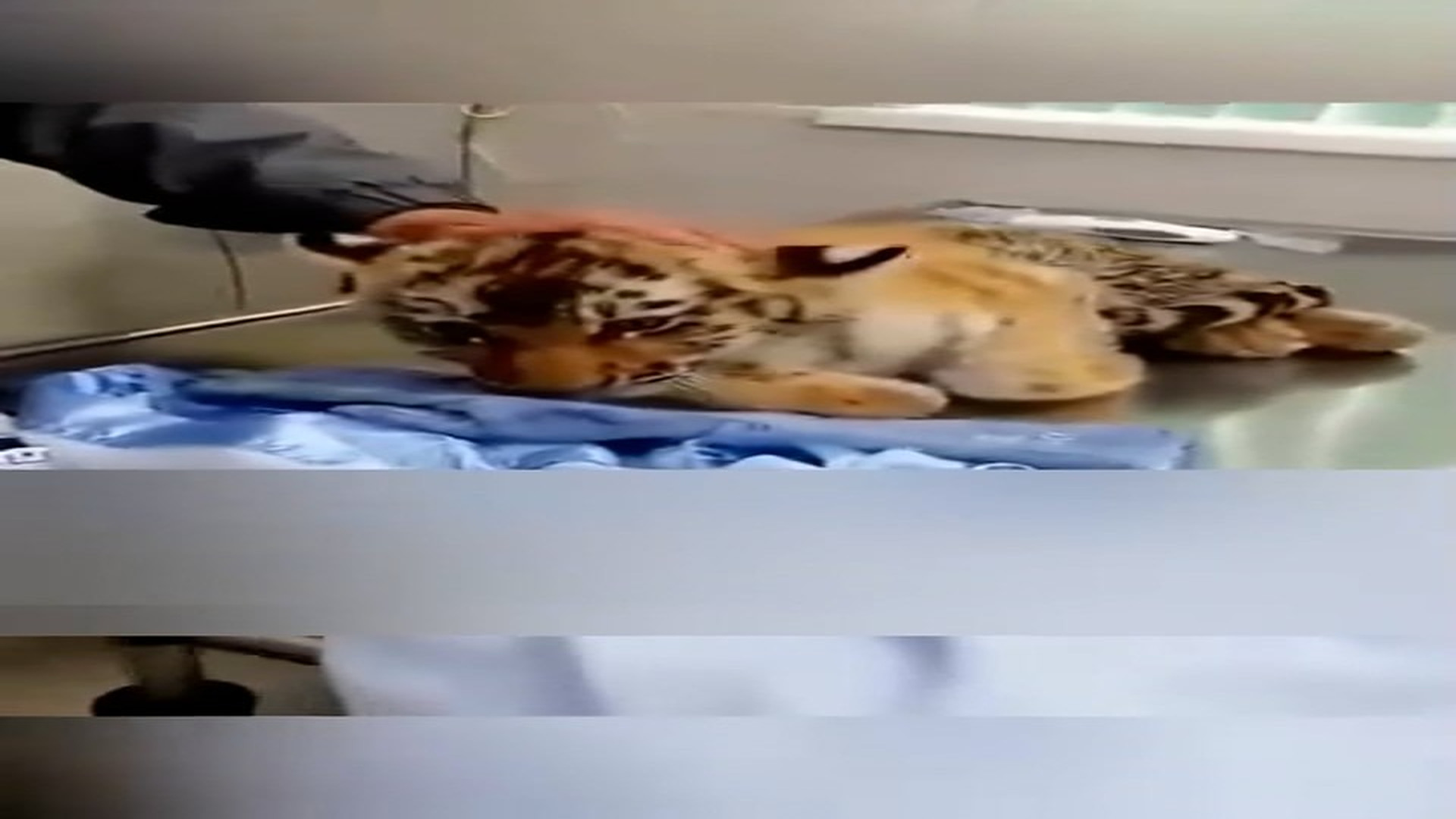 Part 2: Đ2006001_This family found an injured tiger cub on the road and then acted to save it #Amazing #animals #love #fyp #pet_blurre